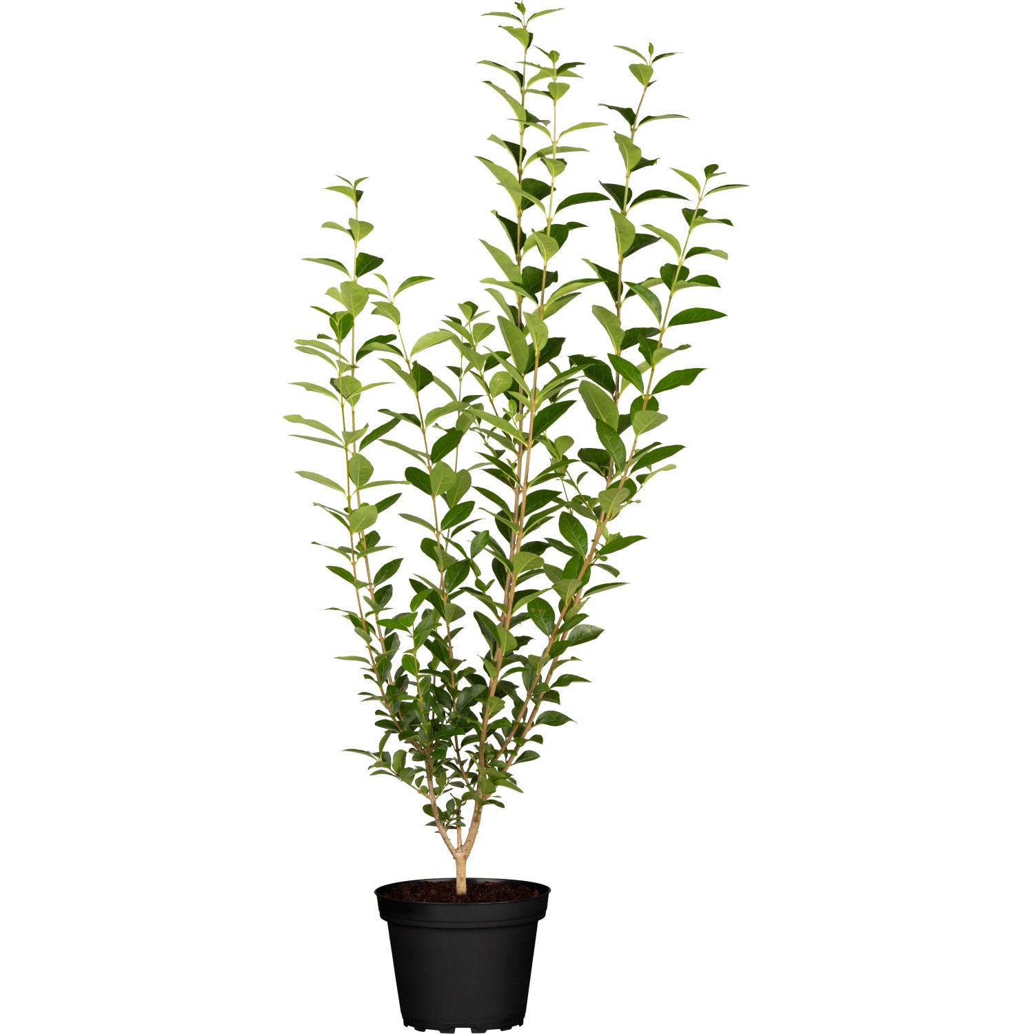 GROW by OBI Liguster Grün Höhe ca. 60-80 cm Topf ca. 3 l Ligustrum Atrovirens