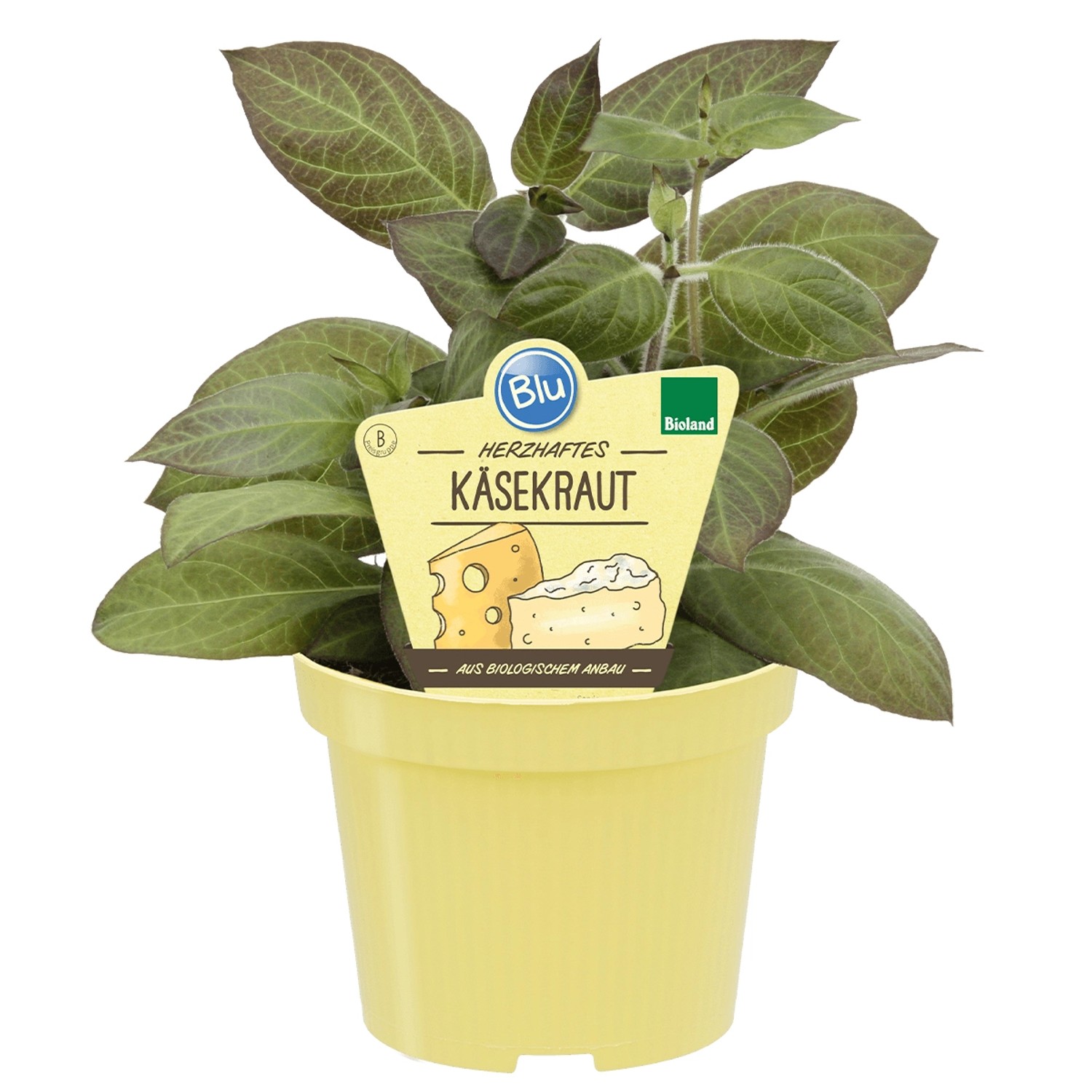 Blu Käsekraut Topf-Ø ca. 12 cm Paederia lanuginosa