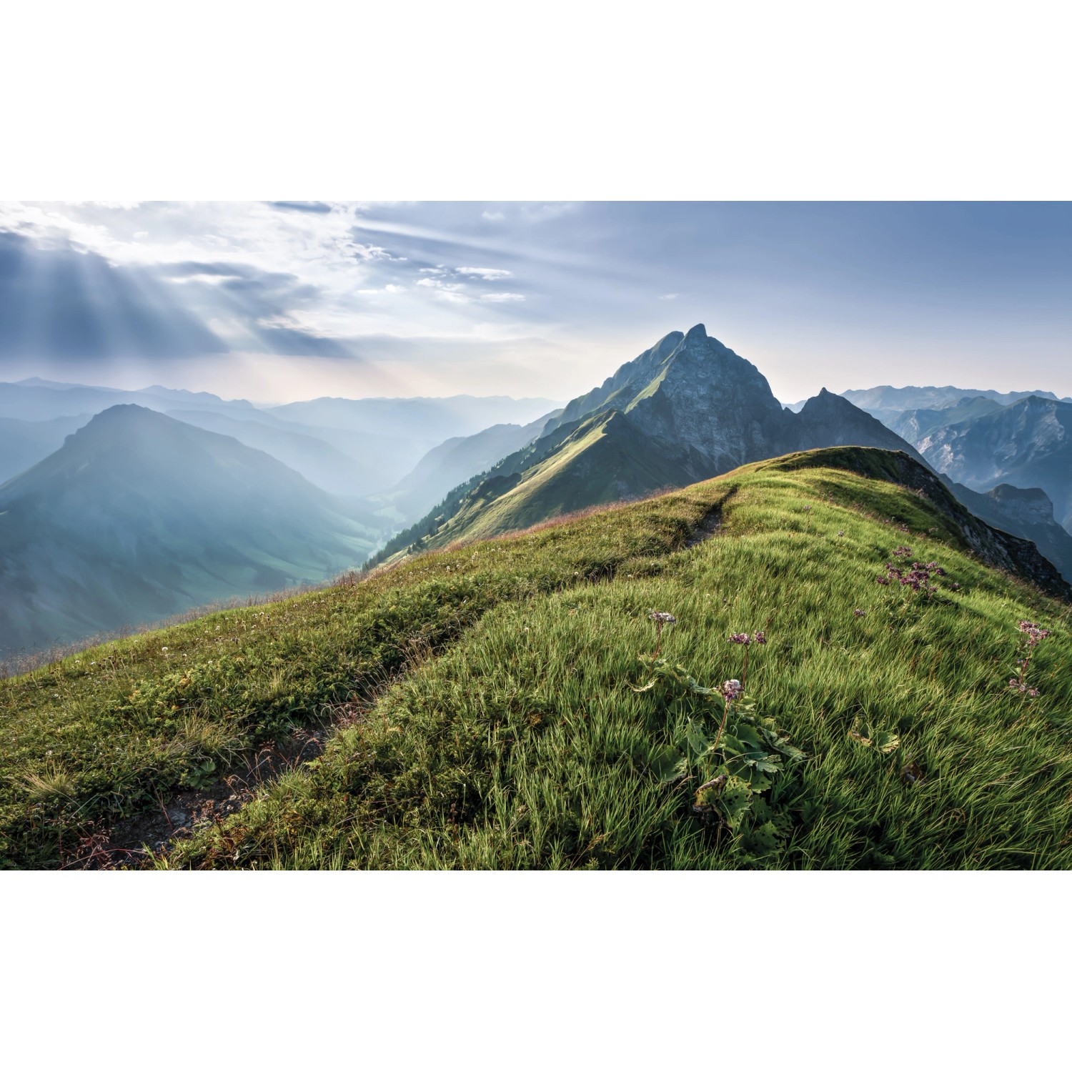 Komar Fototapete Vlies Green Vein  400 x 250 cm