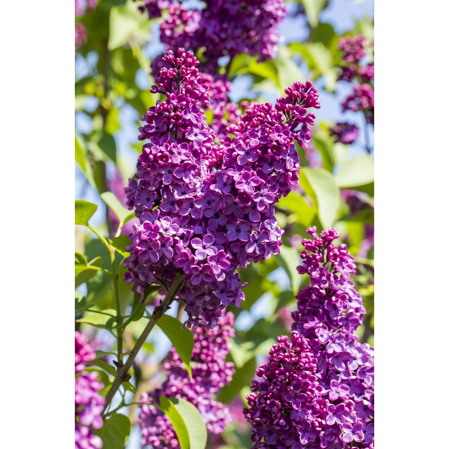 OBI Edelflieder Andenken an Ludwig Späth Rotviolett Höhe ca.50-60cm Topf 3,5 l