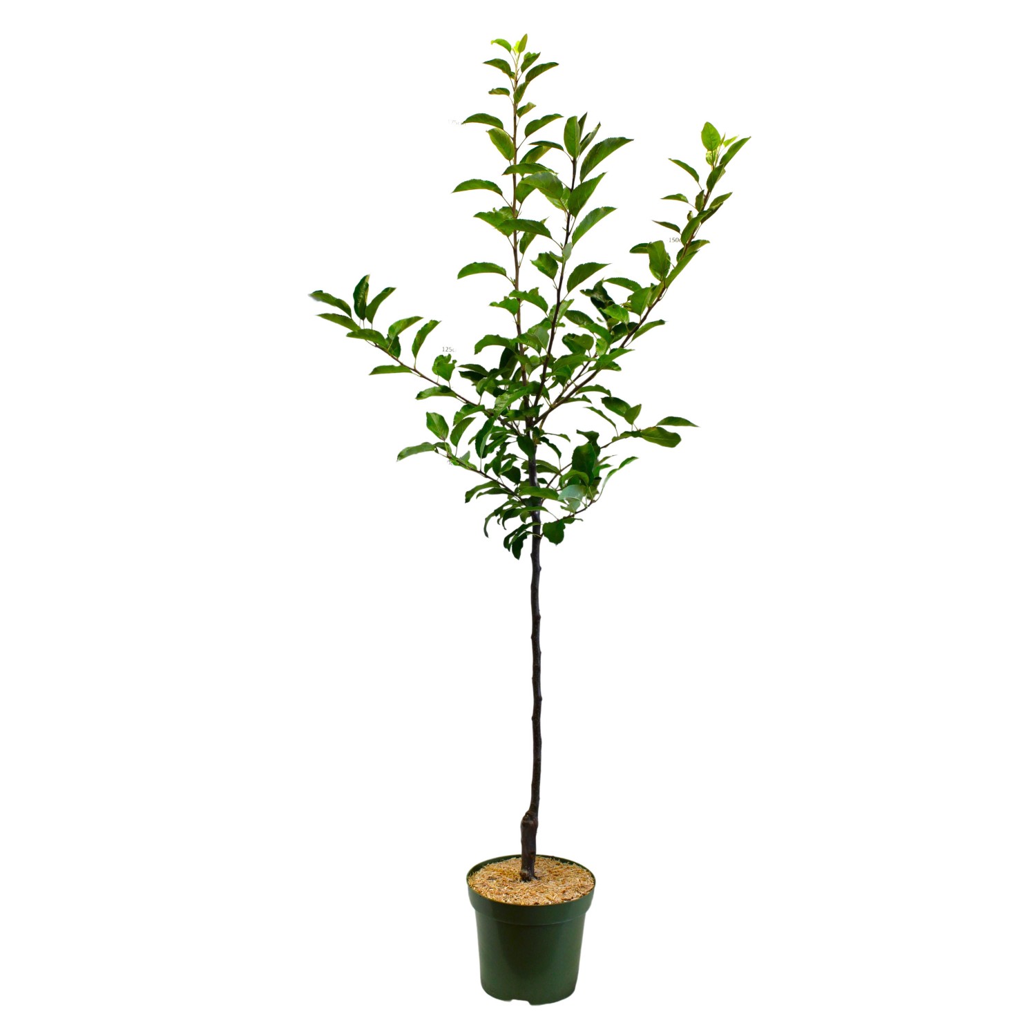 GROW by OBI Bio Winterapfel Topaz Orange-Rot Höhe ca. 100 - 120 cm Topf ca.7 l