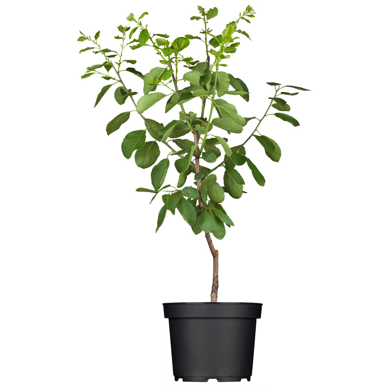 GROW by OBI Bio Reneklode Graf Althans Grüngelb Höhe ca. 50-60 cm Topf ca. l