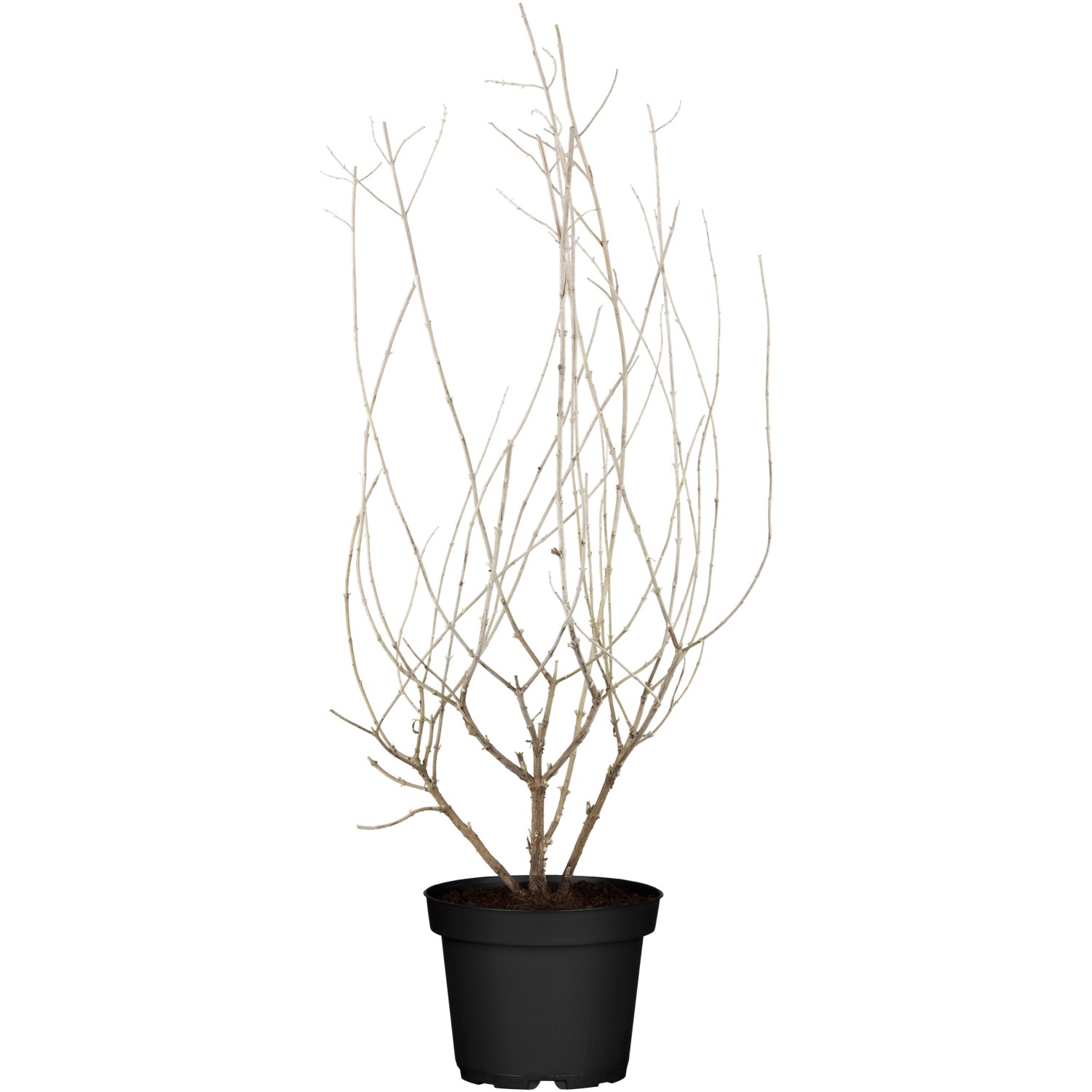 Blauraute Blue Spire Blau Topf-Ø ca. 19 cm Perovskia