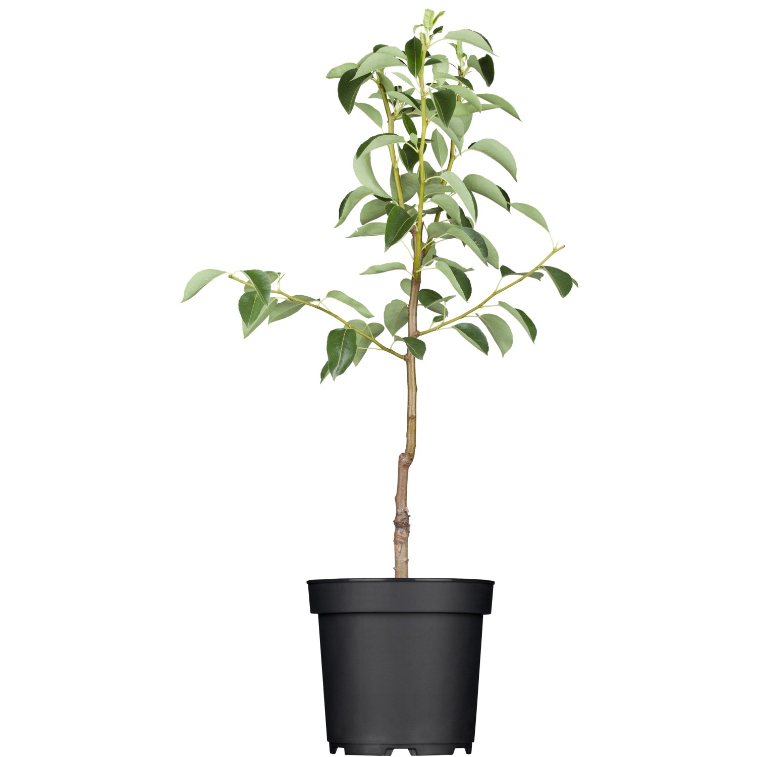 GROW by OBI Bio Birne Clapps Liebling Gelb-Grün ca. 120-140 cm Topf ca. 7l