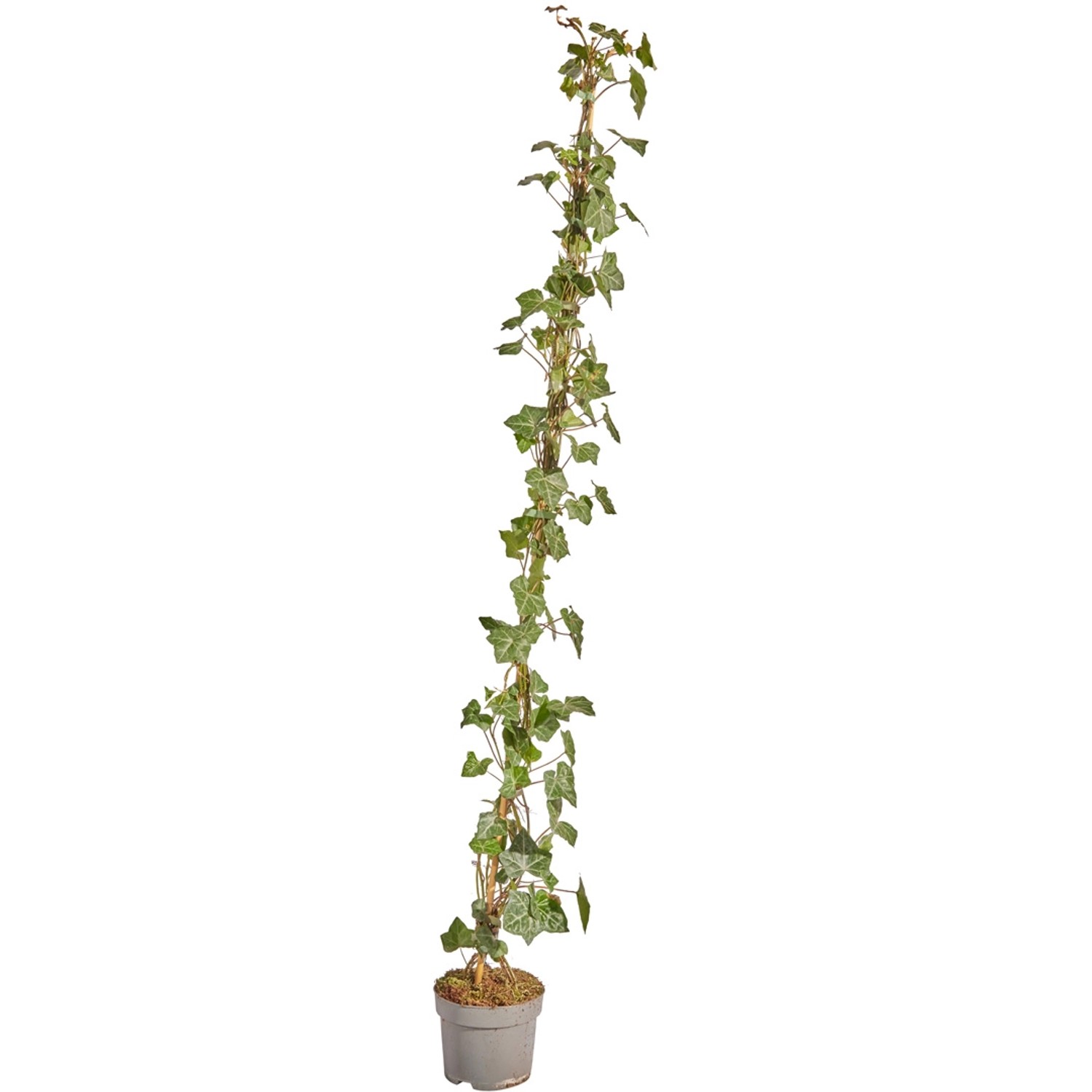 Großblättriger Irischer Efeu Set à 150 Stück Höhe 125 - 150 cm Topf ca. 1,5 l