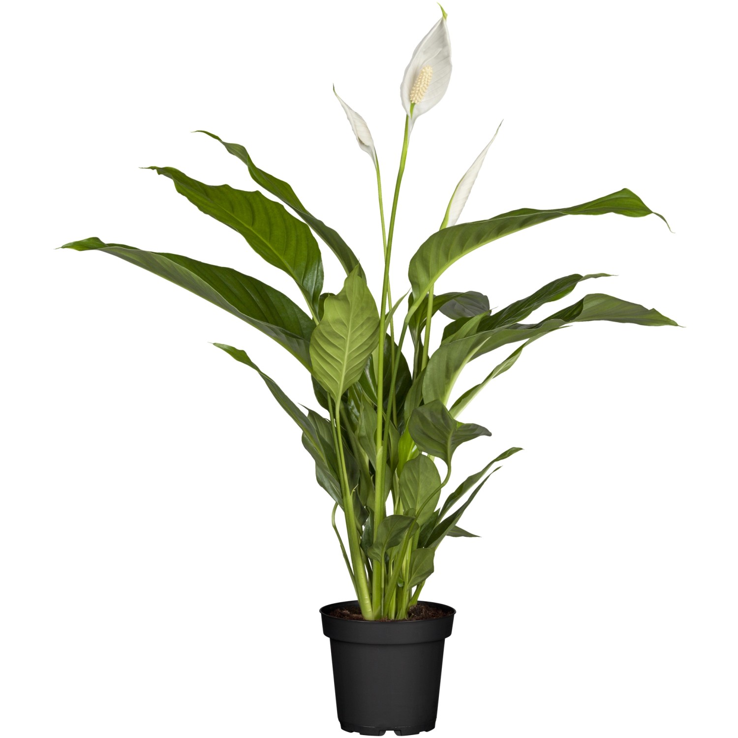 GROW by OBI Einblatt Sweet Silvio Topf Ø ca. 17 cm Spathiphyllum