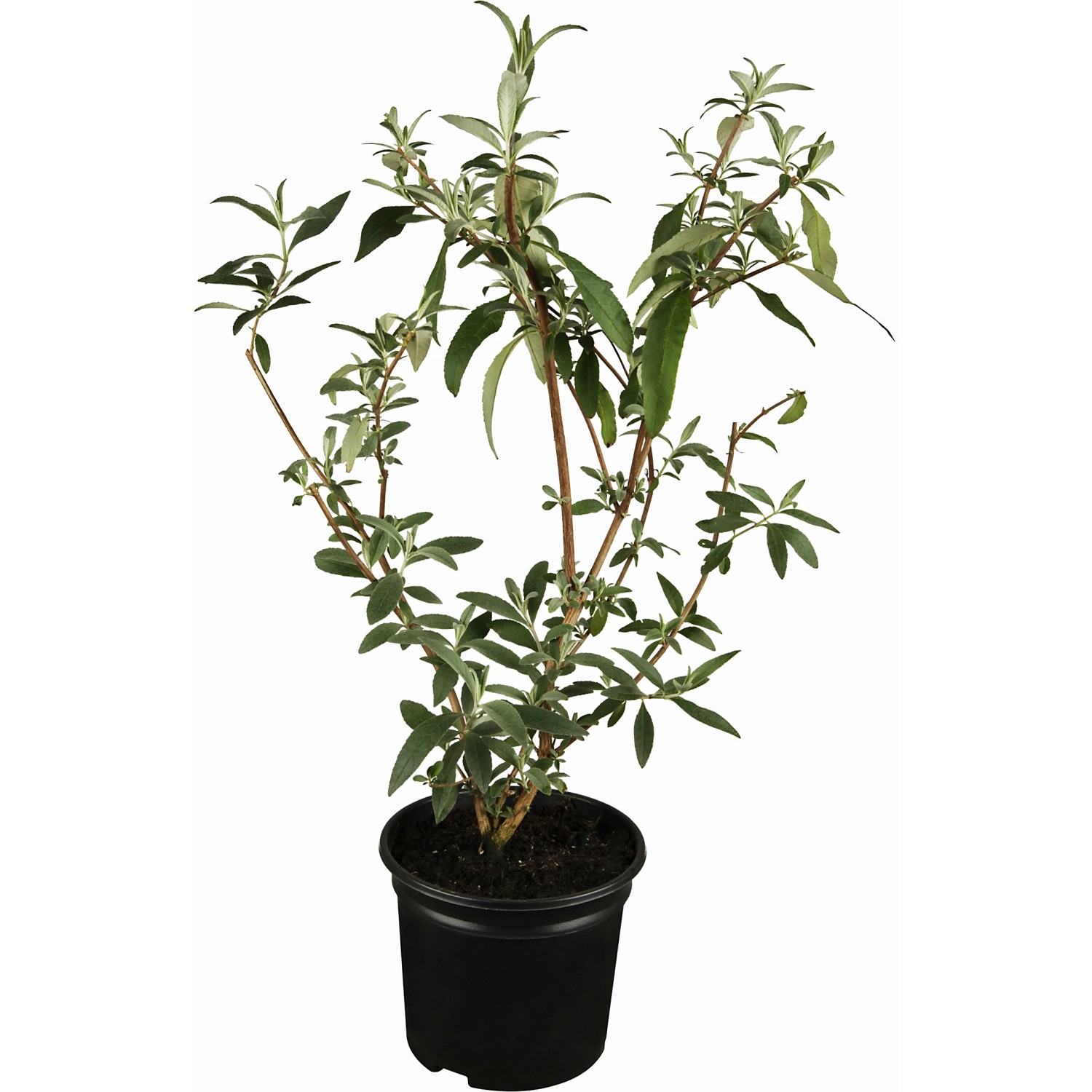 OBI Zwerg-Sommerflieder Buzz Weiß Höhe ca. 20 - 40 cm Topf ca. 3 l Buddleja