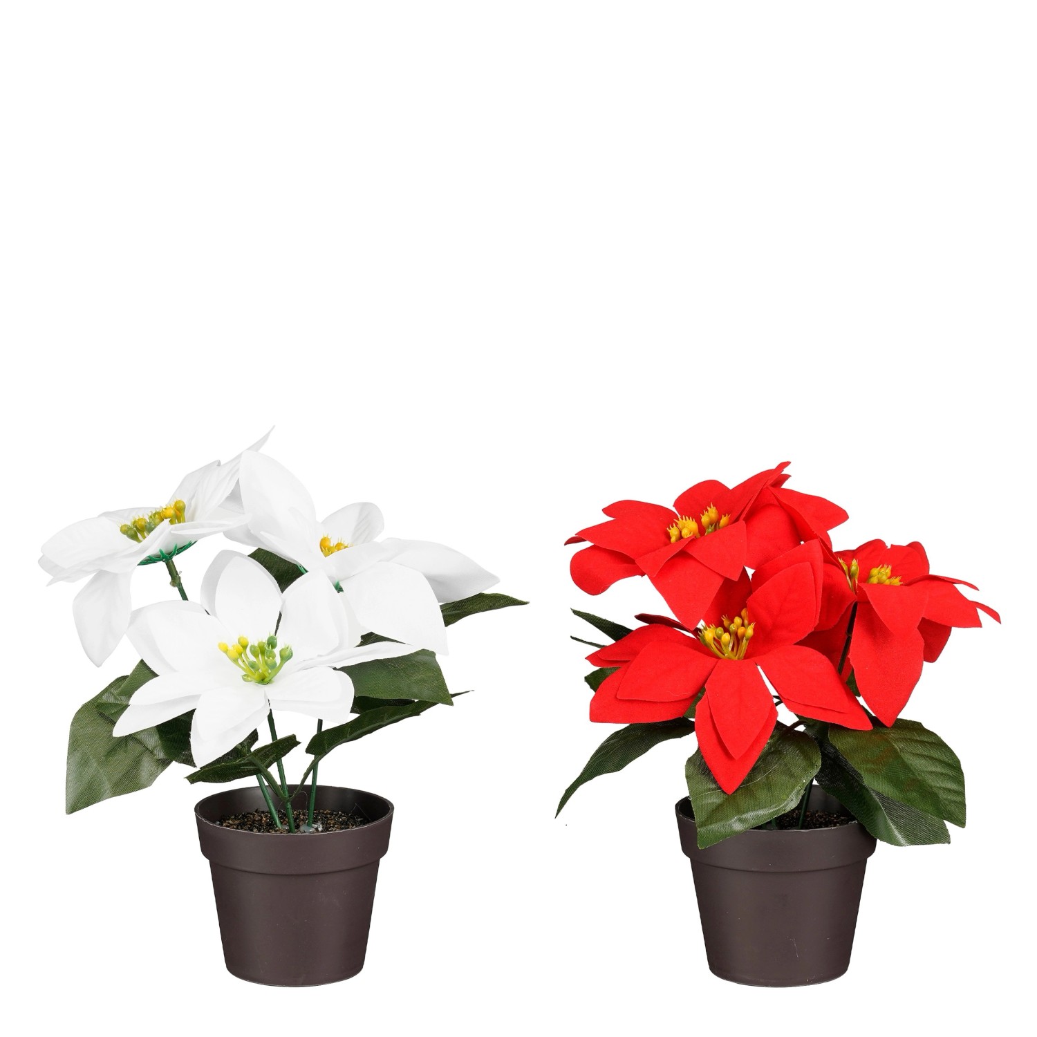 Mica Decorations Poinsettia In Topf 19 cm Rot-Weiß 2-fach Sortiert