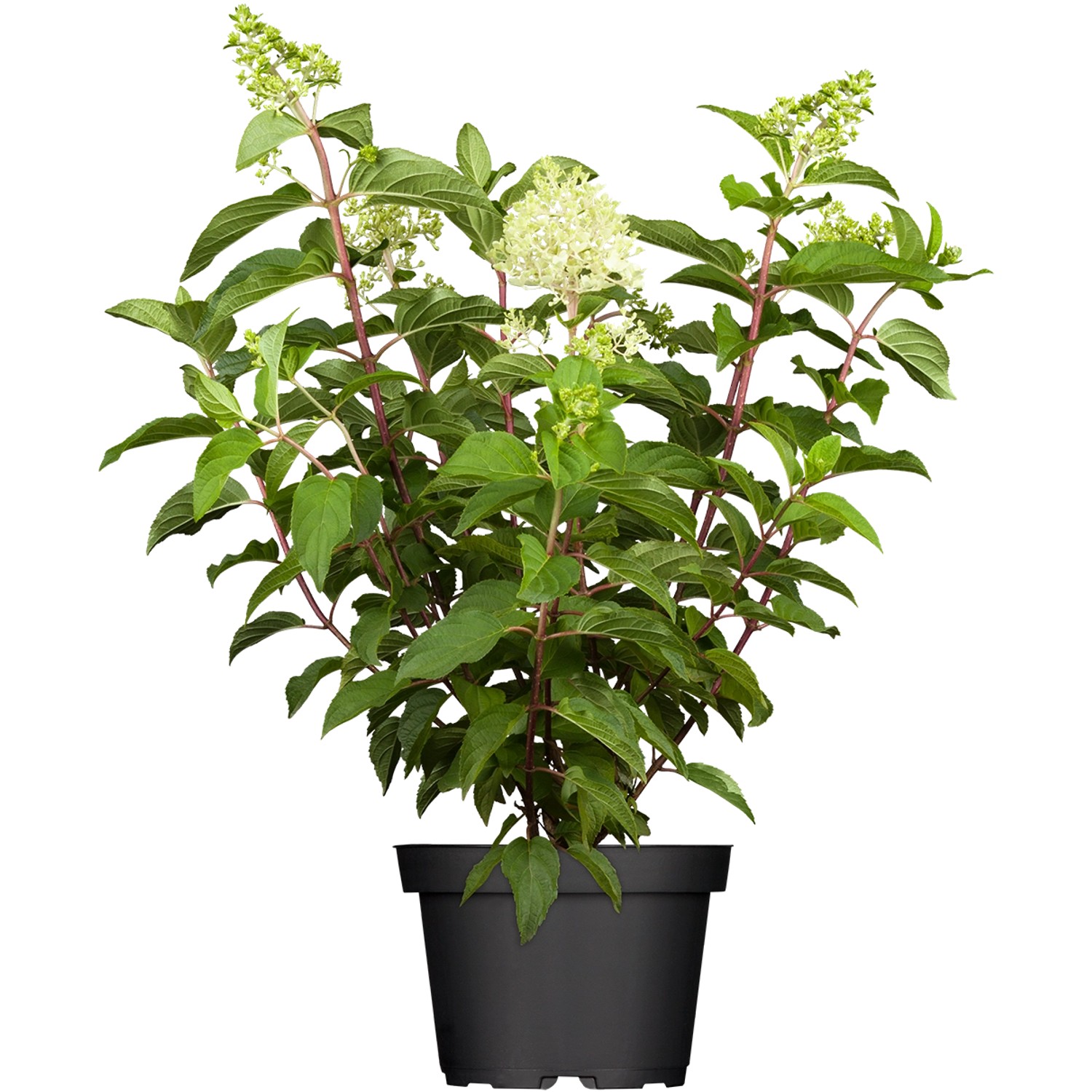 Rispenhortensie-Mix Höhe ca. 30 - 40 cm Topf ca. 5 l Hydrangea paniculata