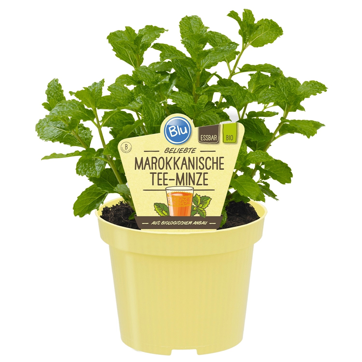 Blu Bio-Marokkanische Tee-Minze Topf-Ø ca. 12 cm Mentha