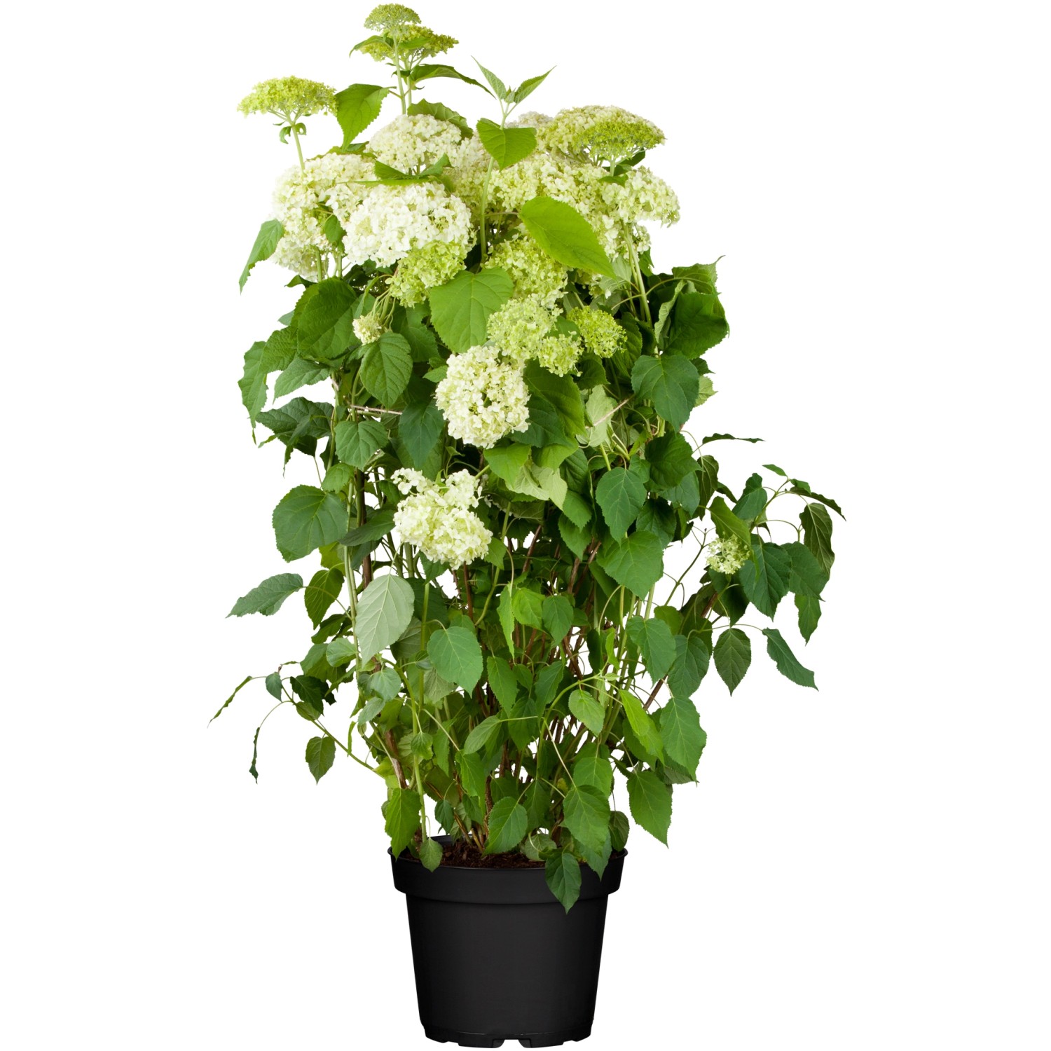 OBI Ballhortensie Annabelle Weiß Höhe ca. 40 - 50 cm Topf ca. 5 l Hydrangea