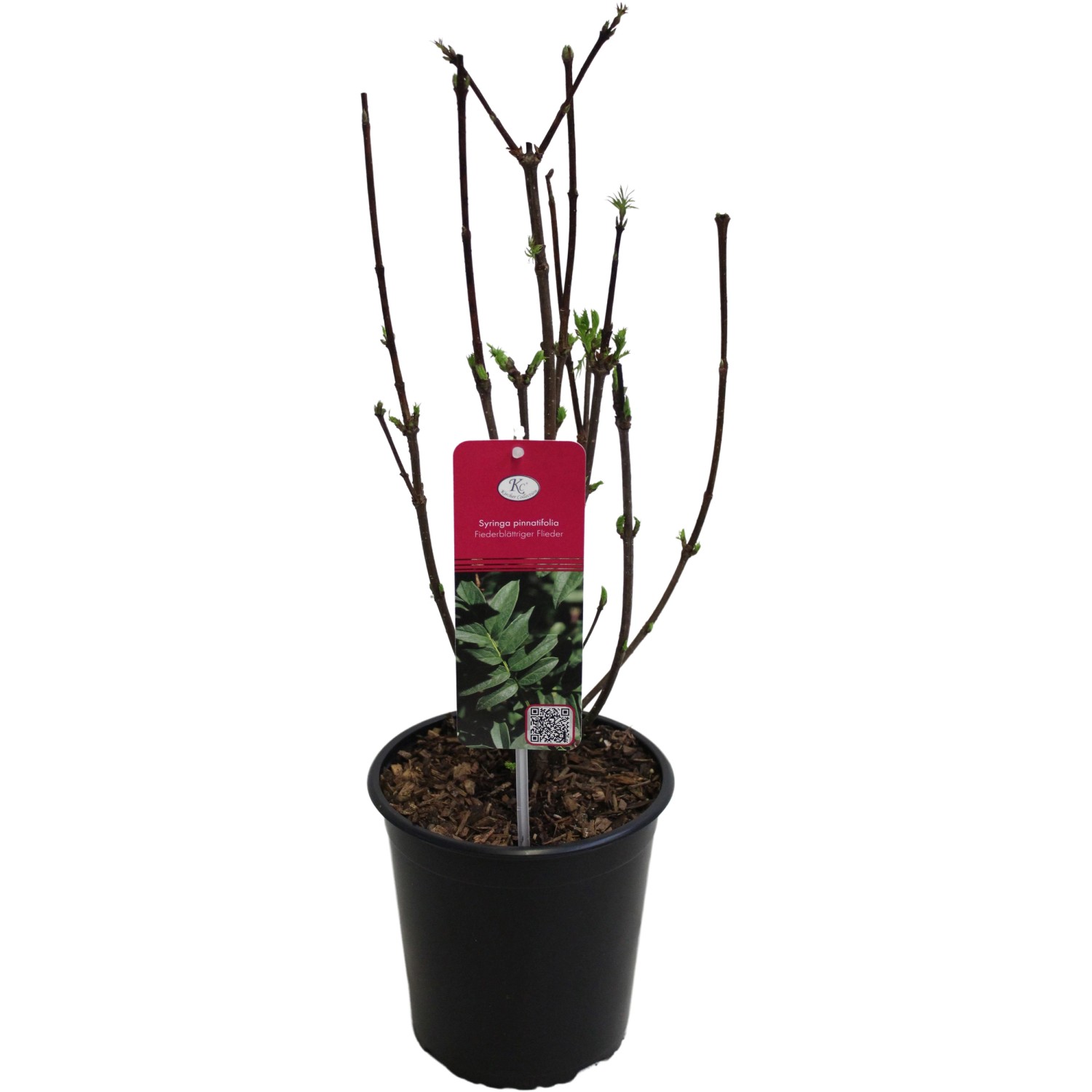 Fiederblättriger Flieder Höhe ca. 40 - 60 cm Topf ca. 3,5 l Syringa pinnatifolia