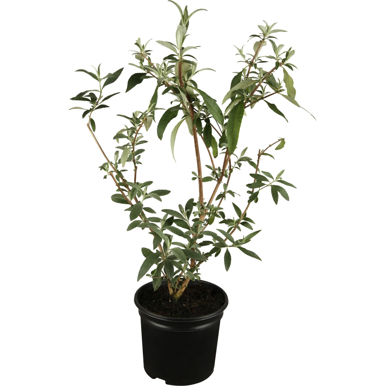 OBI Zwerg-Sommerflieder Buzz Blau Höhe ca. 20 - 30 cm Topf ca. 3 l Buddleja