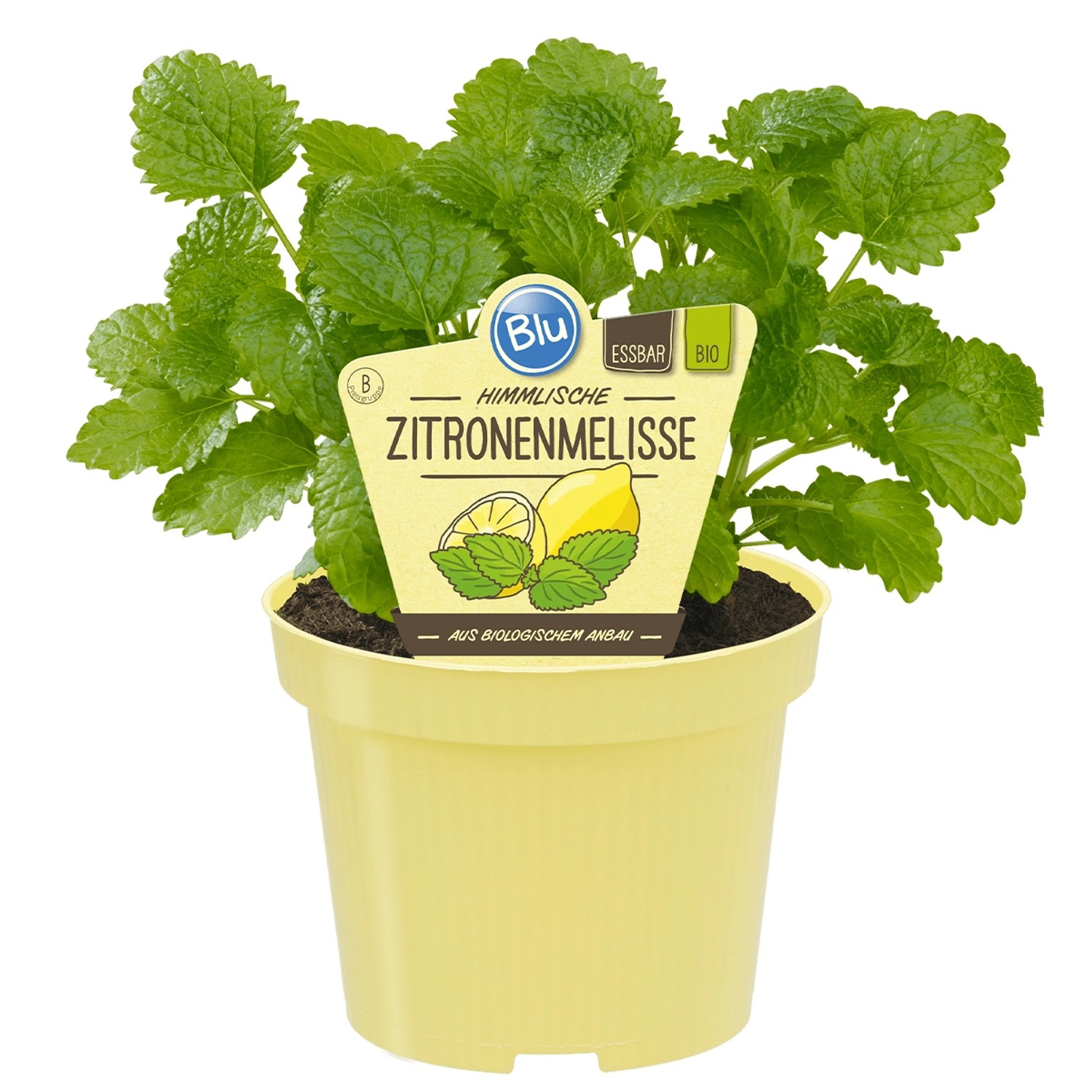 Blu Bio-Zitronen-Melisse Topf-Ø ca. 12 cm Melissa