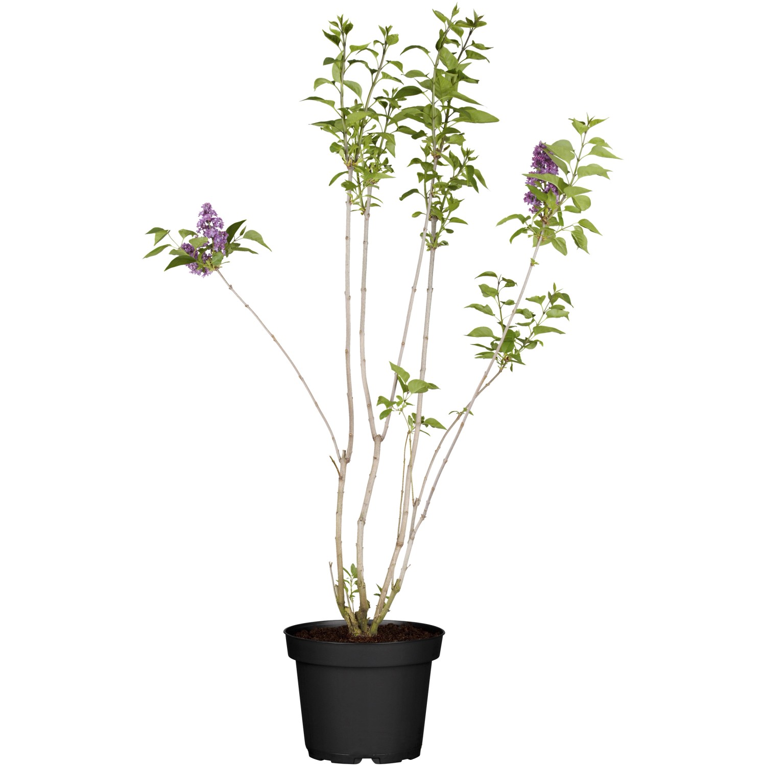 OBI Koreanischer Flieder Miss Kim Violett Höhe ca. 50 - 60 cm Topf ca. 3,5 l