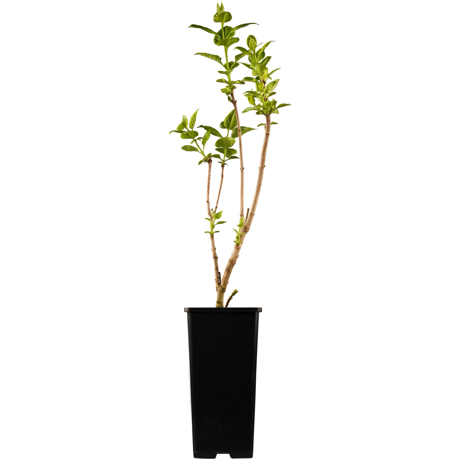 OBI Edelflieder Katharine Havemeyer Rosa Höhe ca. 50 - 60 cm Topf ca. 3,5 l