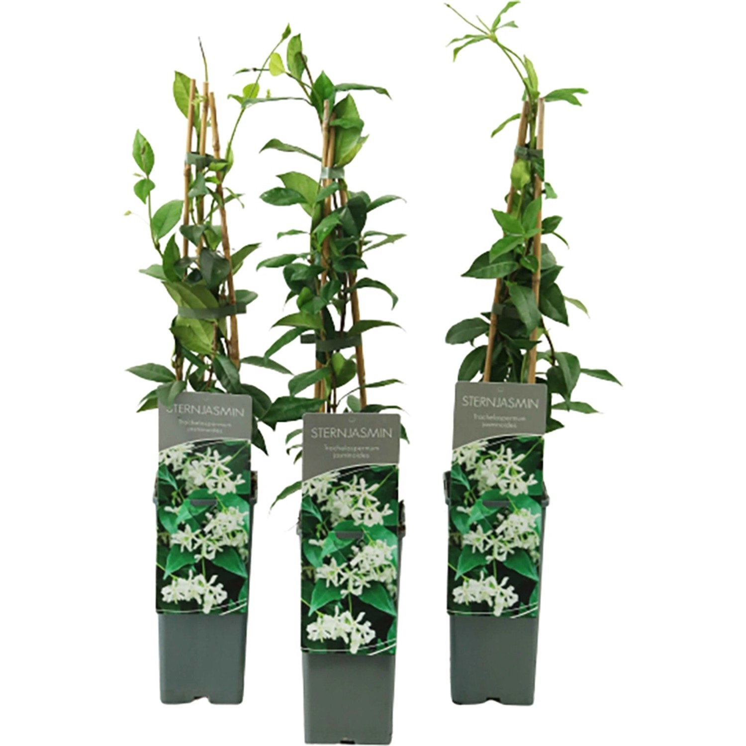 Chinesicher Sternjasmin Höhe ca. 40-60 cm Topf ca 2l Trachelospermum jasminoides