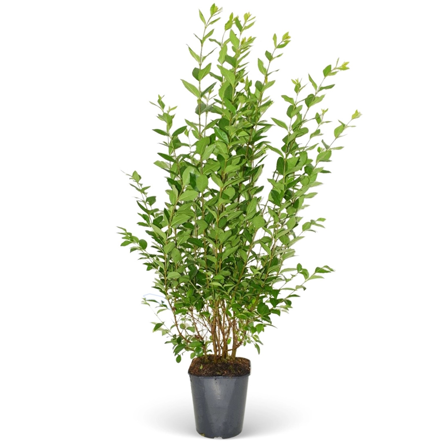 Rotbuche Set à 60 Stück Höhe ca. 175 - 200 cm Topf ca. 7,5 l Fagus sylvatica