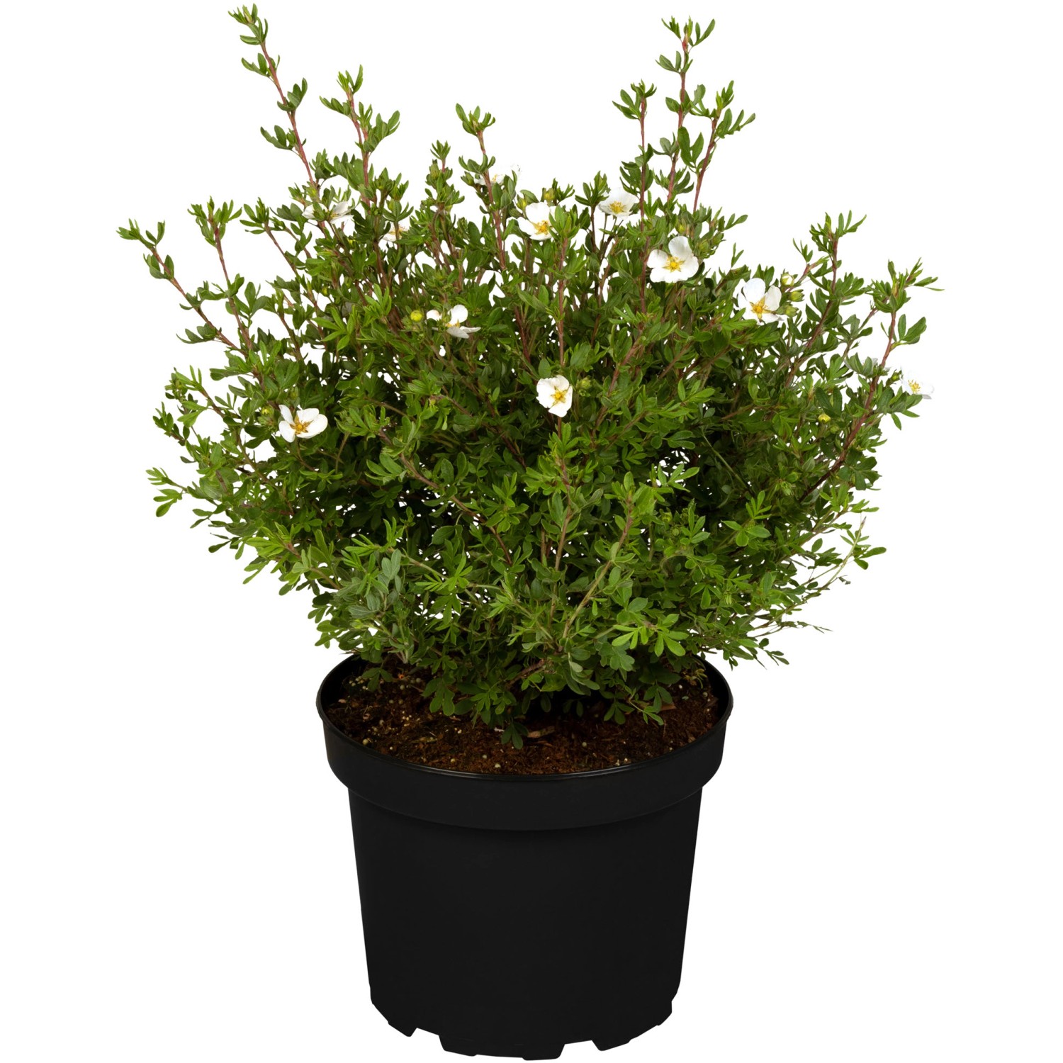 Fingerstrauch Weiß Höhe ca. 20 - 30 cm Topf ca. 2,3 l Potentilla fructicosa