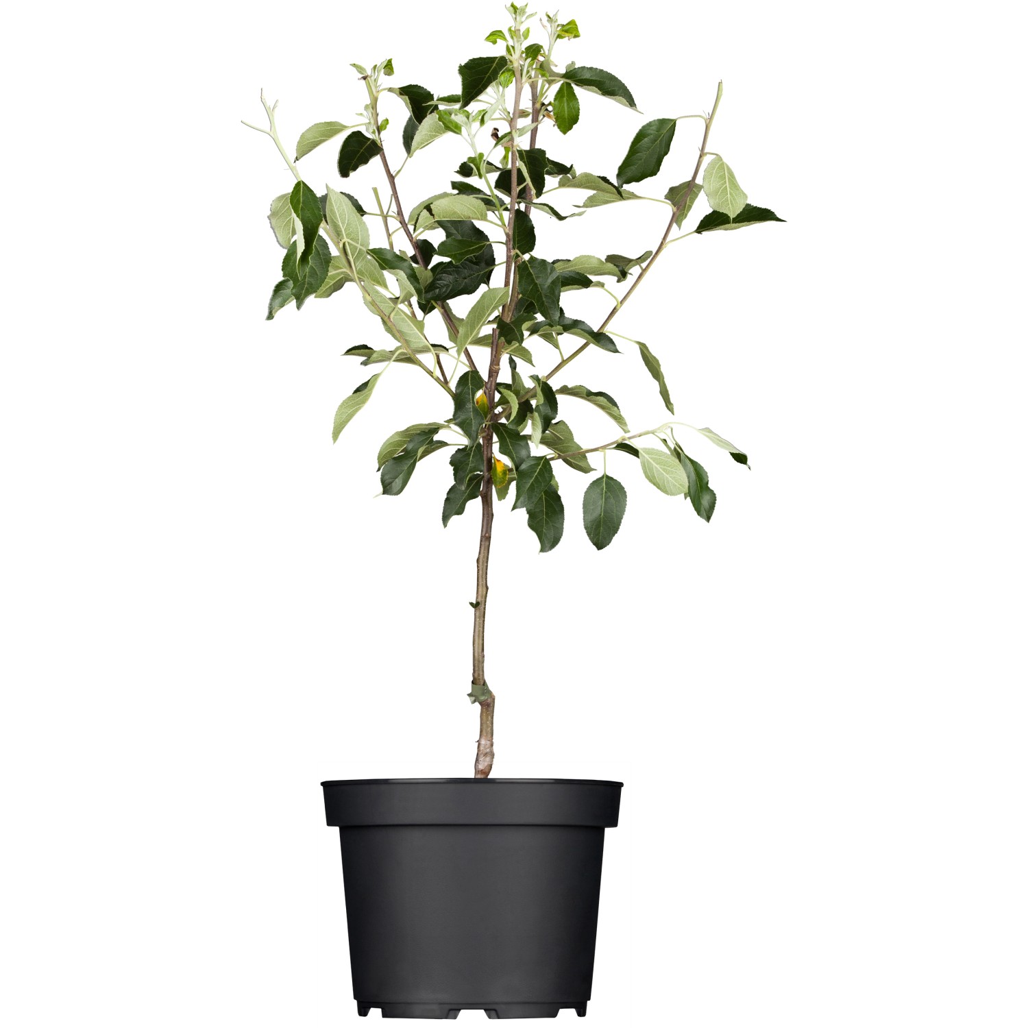 GROW by OBI Bio Winterapfel Gloster Rot Höhe ca. 120 - 140 cm Topf ca. 7 l