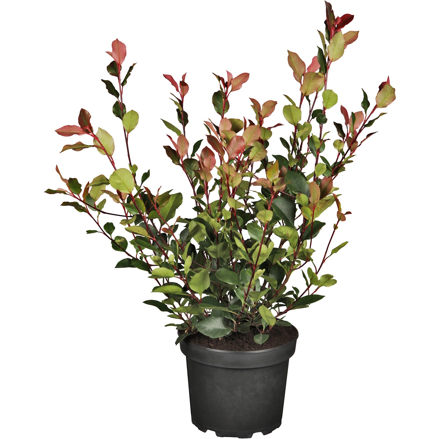 Glanzmispel Little Red Robin Höhe ca. 30 - 40 cm Topf ca. 3 l Photinia