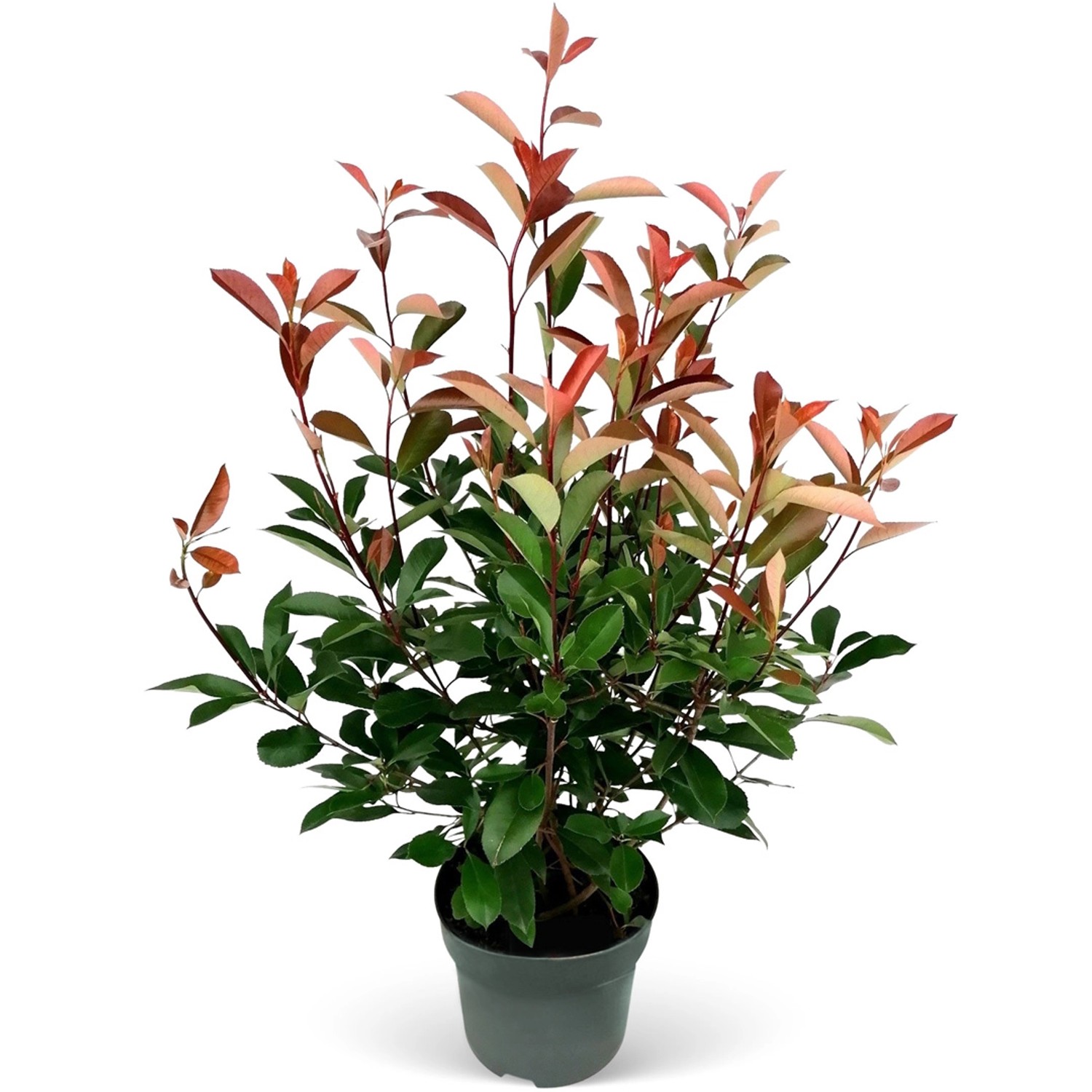 Glanzmispel Red Robin Set à 100 Stück Höhe ca. 80 - 100 cm Topf ca. 7,5 l