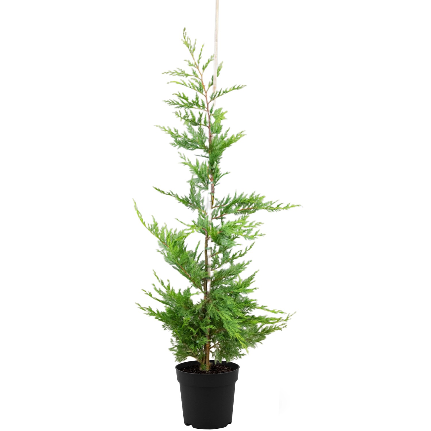 Leyland-Zypresse Set à 40 Stück Höhe ca. 125 - 150 cm Topf ca. 5 l