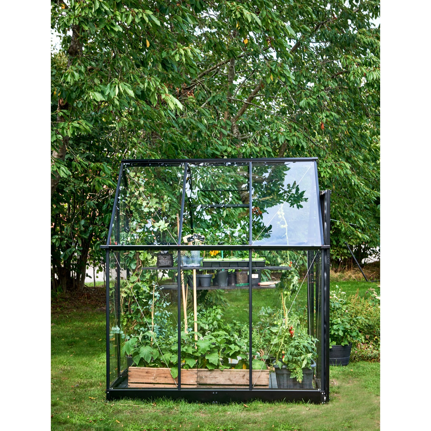 Halls Gewächshaus Qube 66 Schwarz 3,9 m²