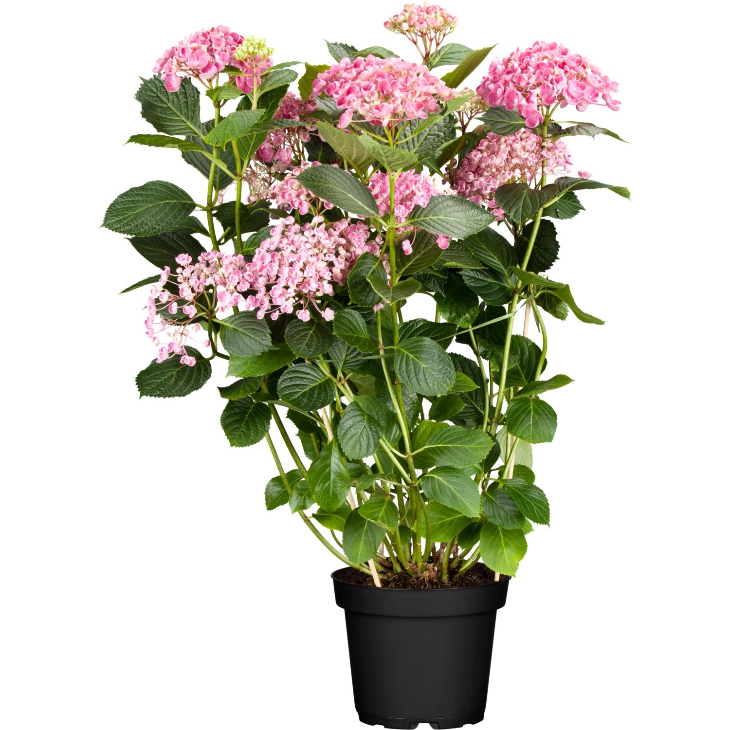 Ballhortensie Pink Annabelle Rosa Höhe ca. 30 - 40 cm Topf ca. 4,6 l