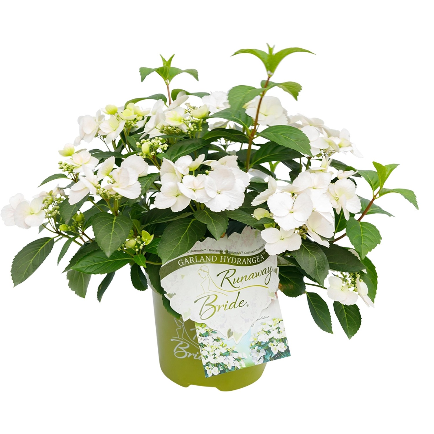 Girlanden-Hortensie Runaway Bride Weiß Höhe ca. 20 - 30 cm Topf ca. 3,5 l