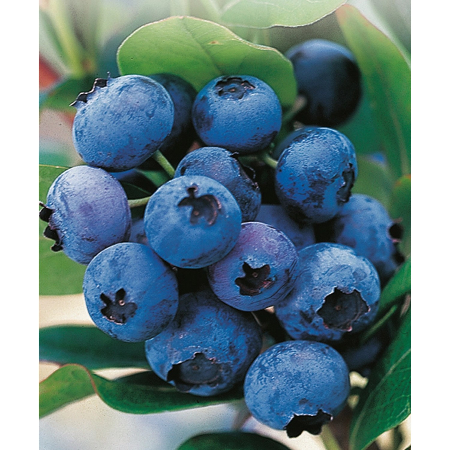 GROW by OBI Heidelbeere Hortblue Petite Höhe 40 - 60 cm Topf 4,6 l Vaccinium