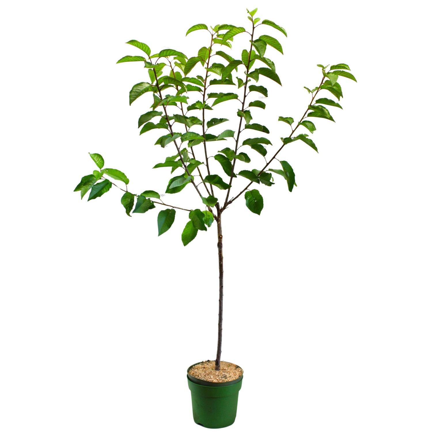 GROW by OBI Bio Süßkirsche Lapins Rot Höhe ca. 100 - 120 cm Topf ca. 7 l