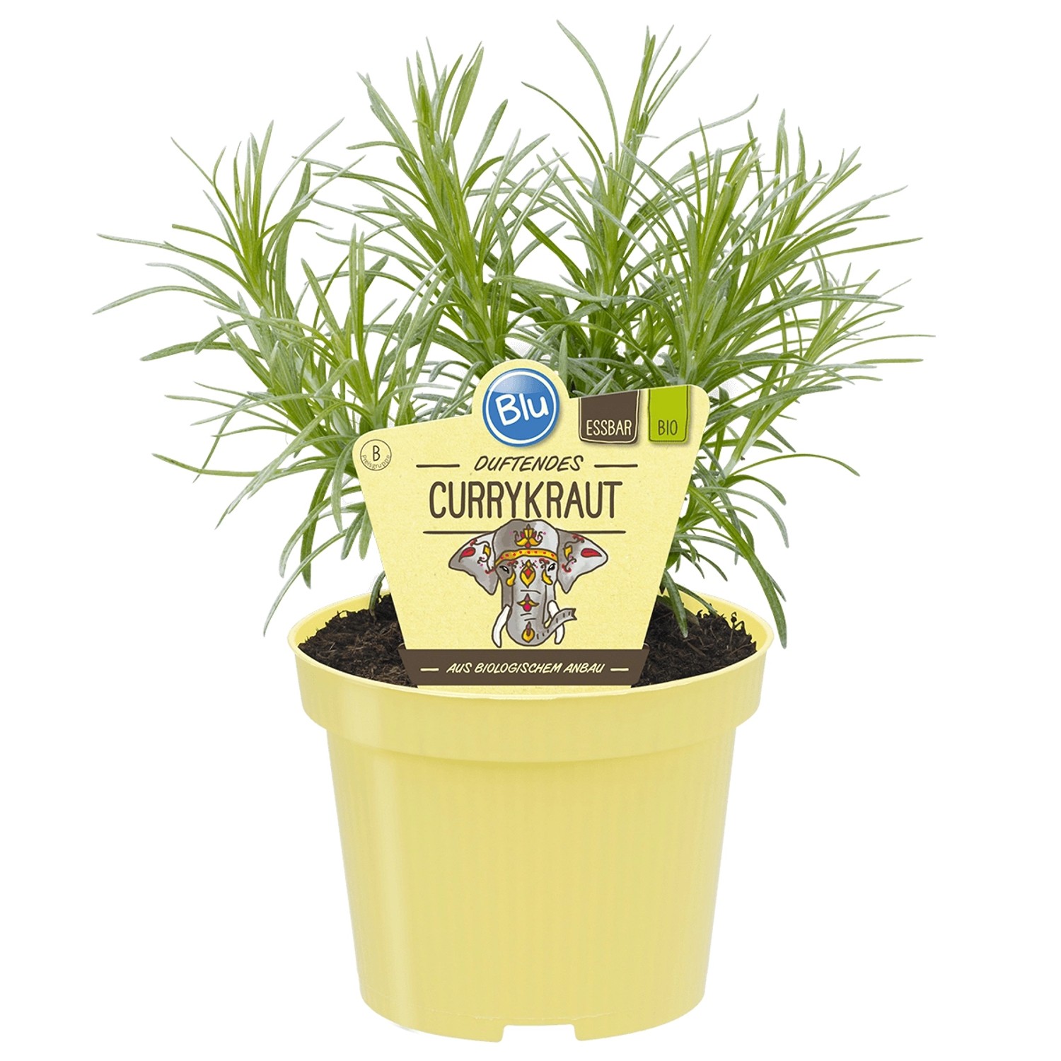 Blu Bio-Currykraut Topf-Ø ca. 12 cm Helichrysum