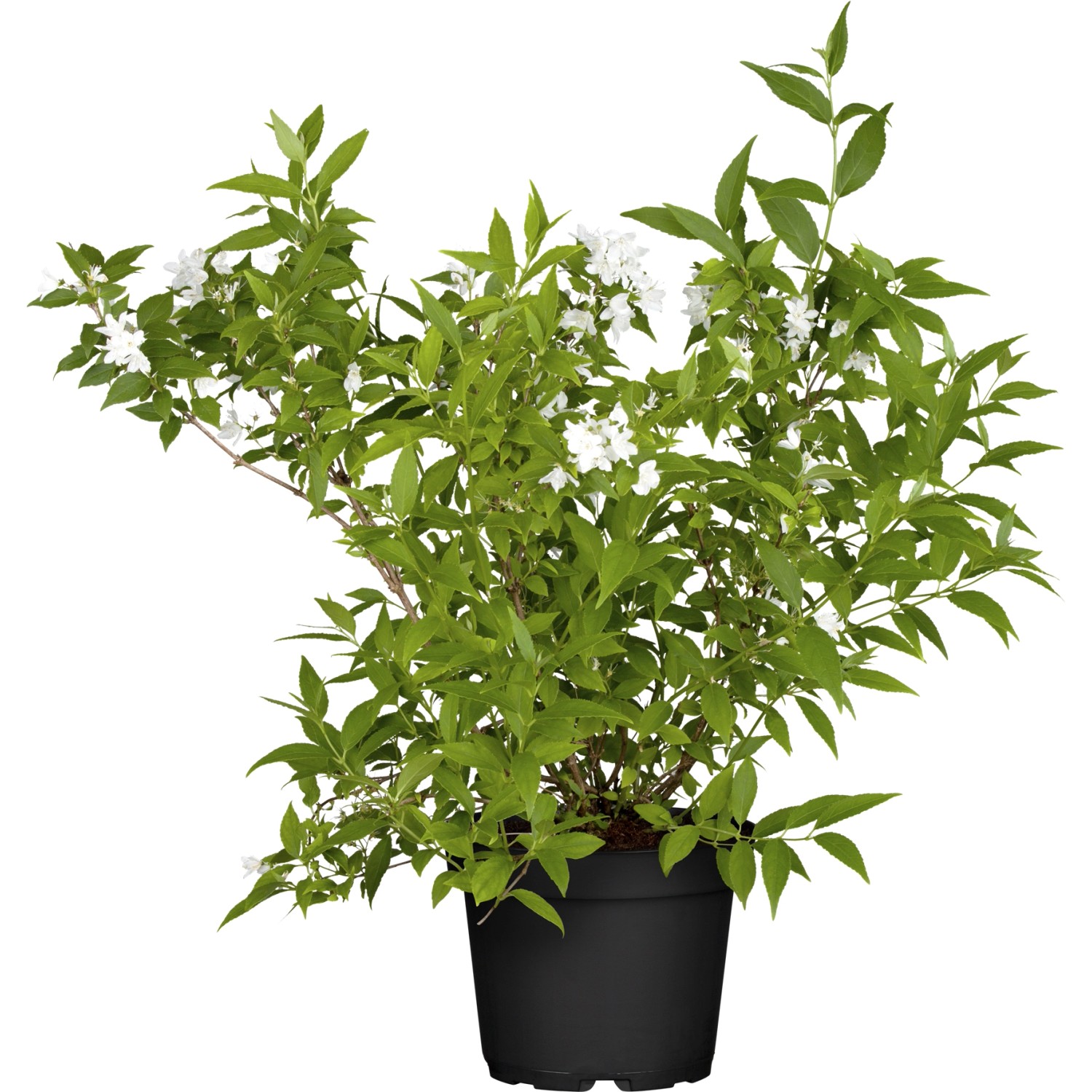 Zwerg-Maiblumenstrauch Yuki Snowflake Weiß Höhe ca. 30 cm - 40 cm Topf ca. 5 l