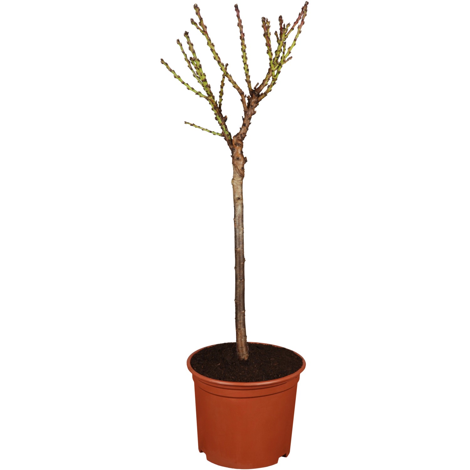 GROW by OBI Bio Pfirsich Amsden Gelb-Rot Höhe ca. 100 - 120 cm Topf ca. 7 l