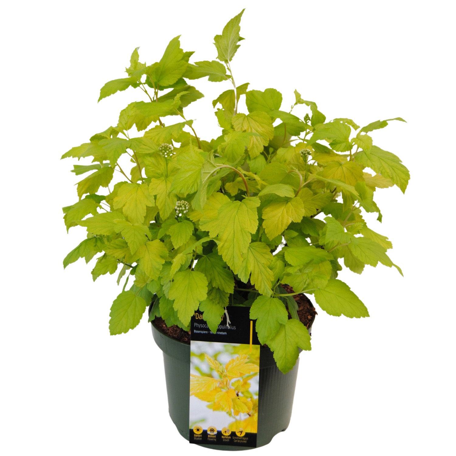 Blasenspiere Dart´s Gold Höhe ca. 20 - 30 cm Topf ca. 2,3 l P