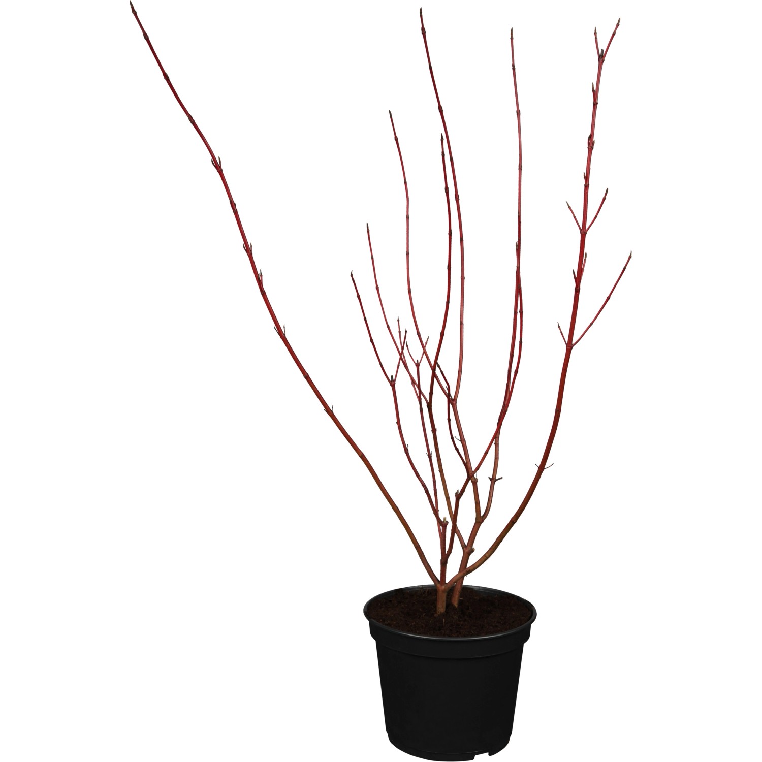 OBI Gelbbunter  Hartriegel Spaethii Weiß Höhe ca. 40 - 60 cm Topf ca. 3,5 l