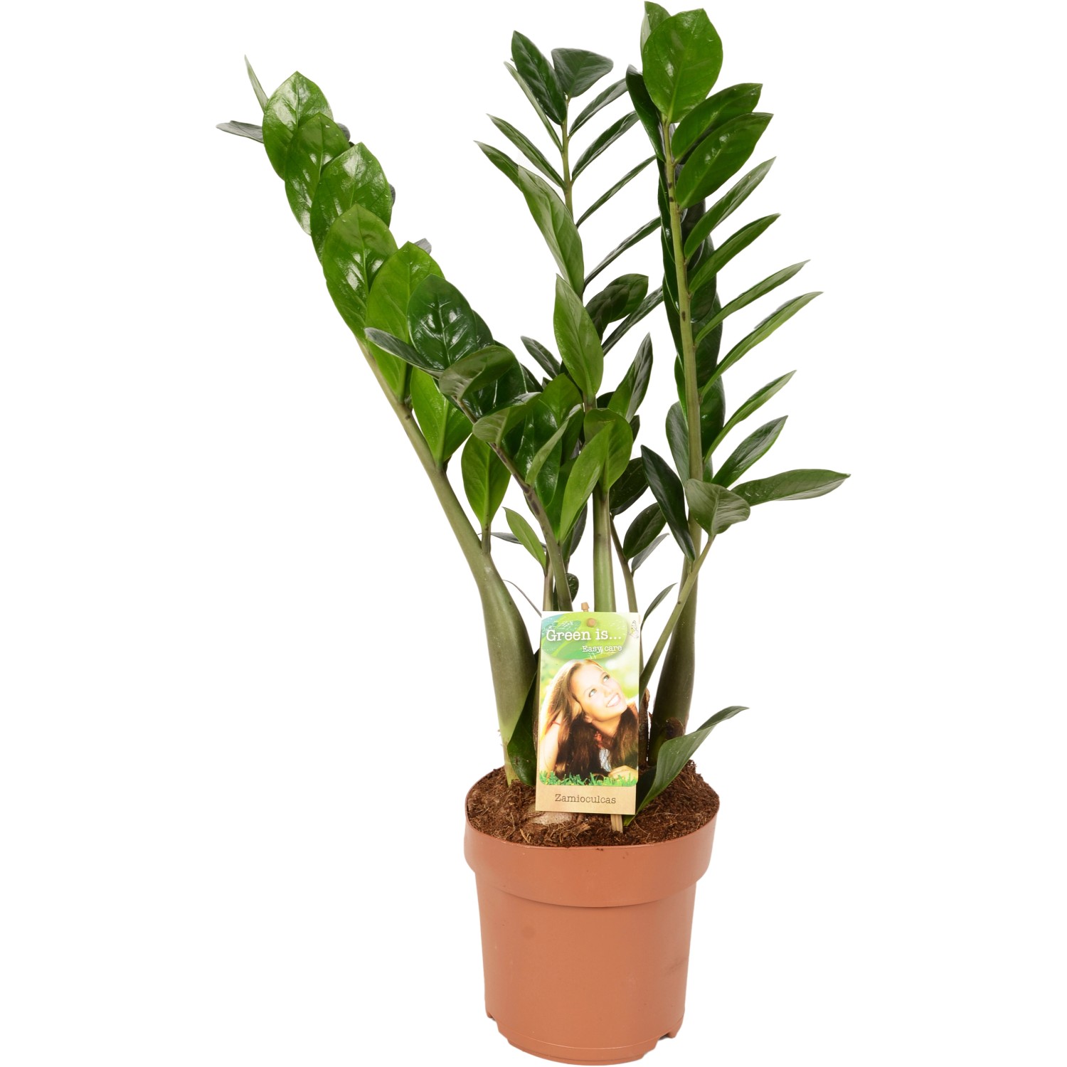 GROW by OBI Glücksfeder Höhe ca. 65 - 70 cm Topf Ø 17 cm Zamioculcas Zamiifolia