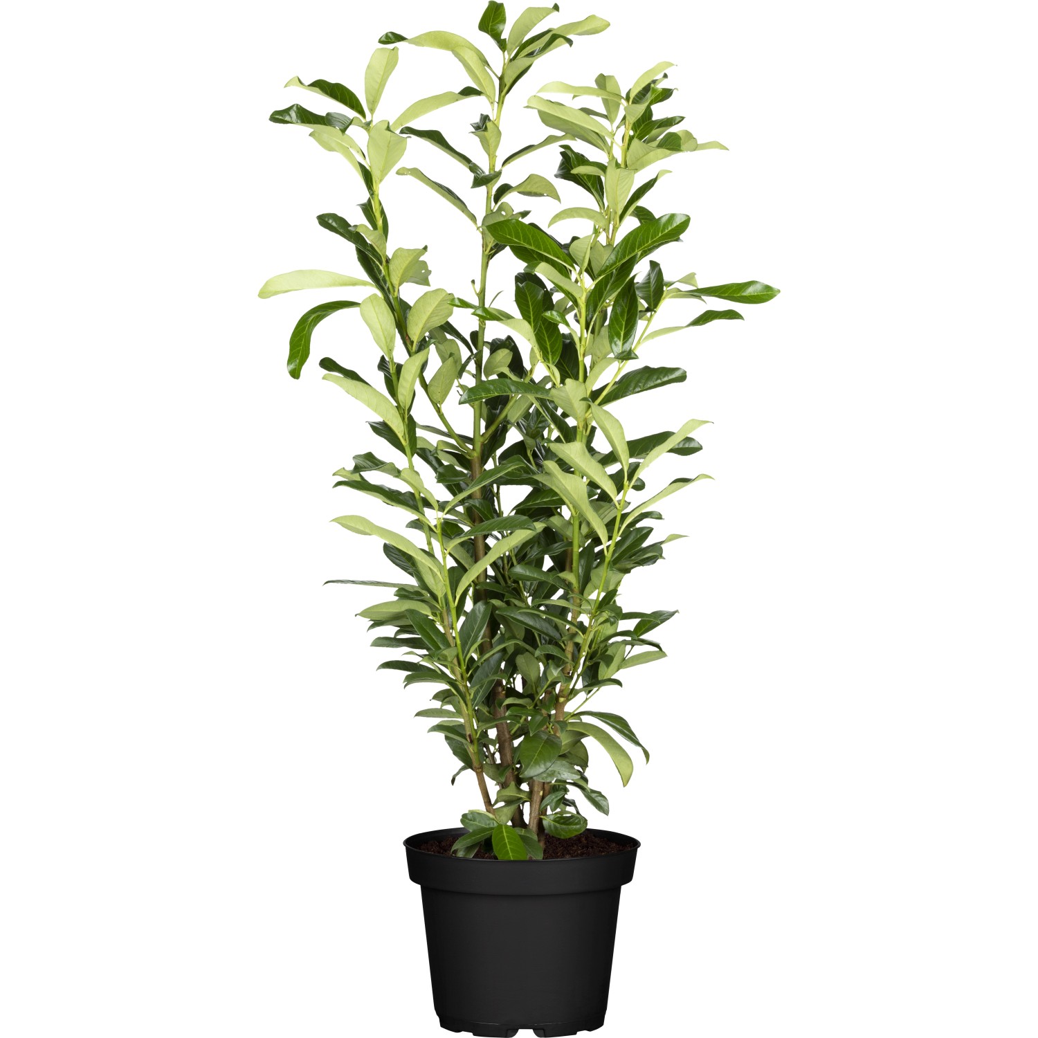 Kirschlorbeer Genolia Set à 50 Stück Höhe ca. 80 - 100 cm Topf ca. 5 l Prunus