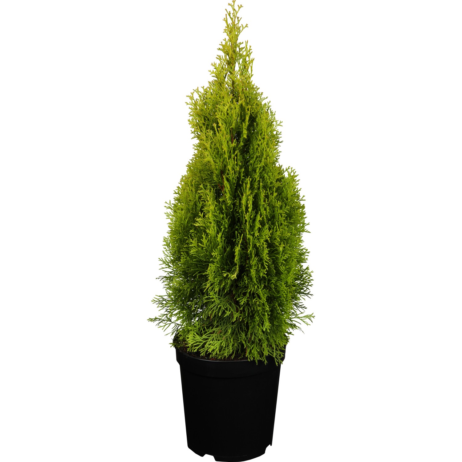 GROW by OBI Lebensbaum Golden Smaragd Höhe 50-60 cm Topf 5 l Thuja occidentalis