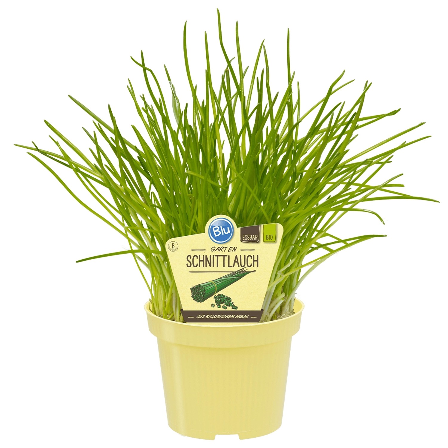 Blu Bio-Gartenschnittlauch Topf-Ø ca. 12 cm Allium