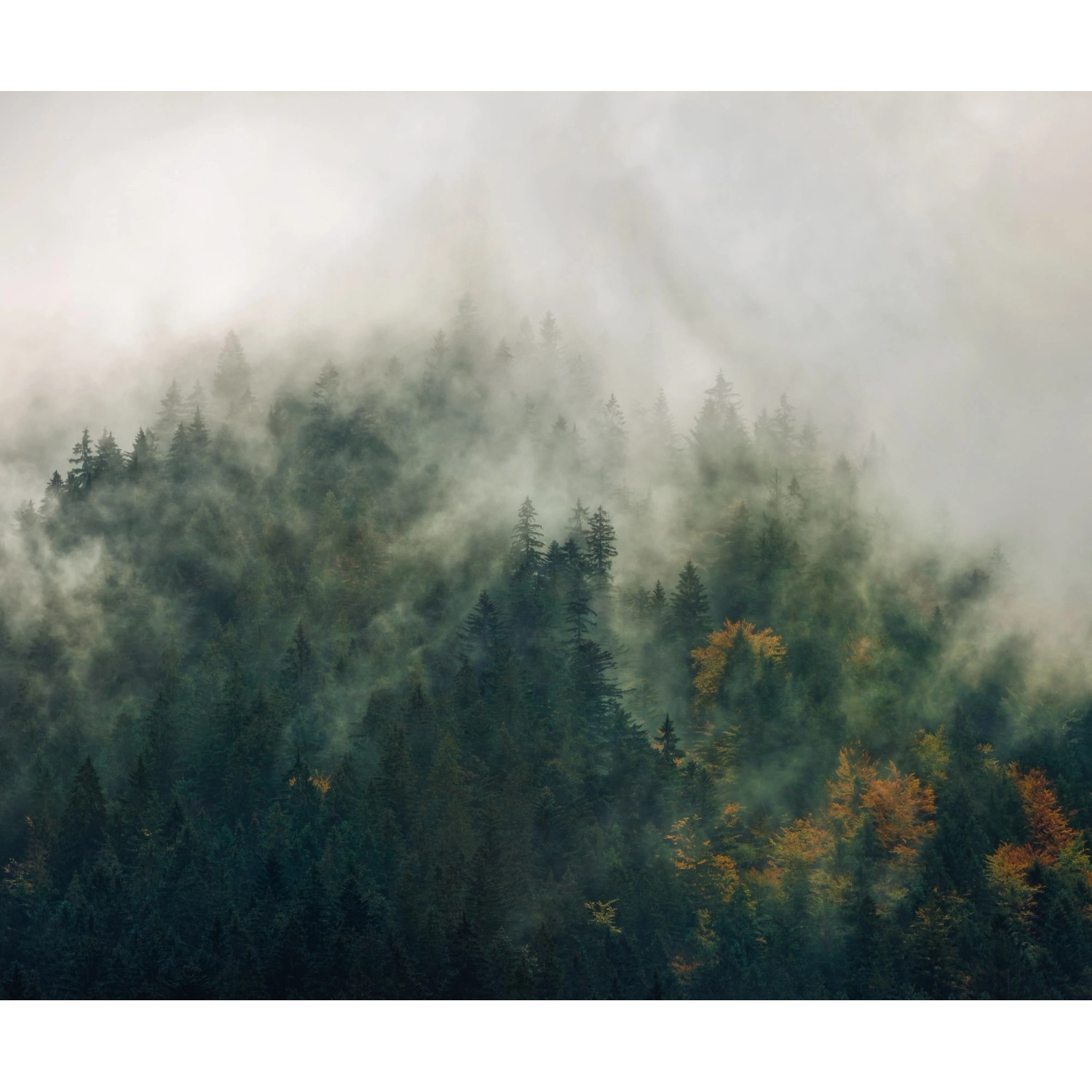 Komar Fototapete Vlies Tales of the Carpathians 300 x 250 cm