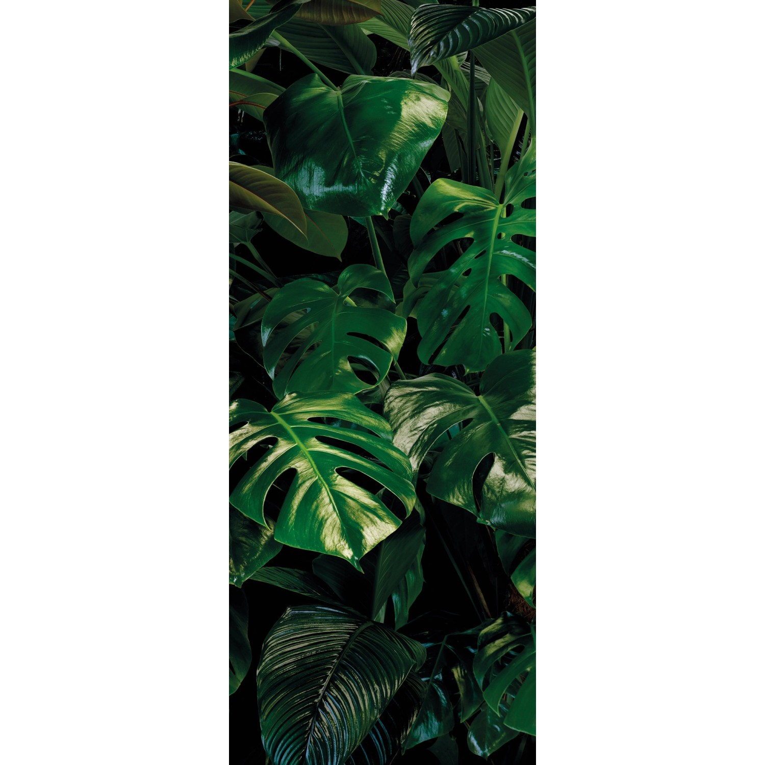Komar Fototapete Vlies Tropical Wall Panel 100 x 250 cm 100 x 250 cm