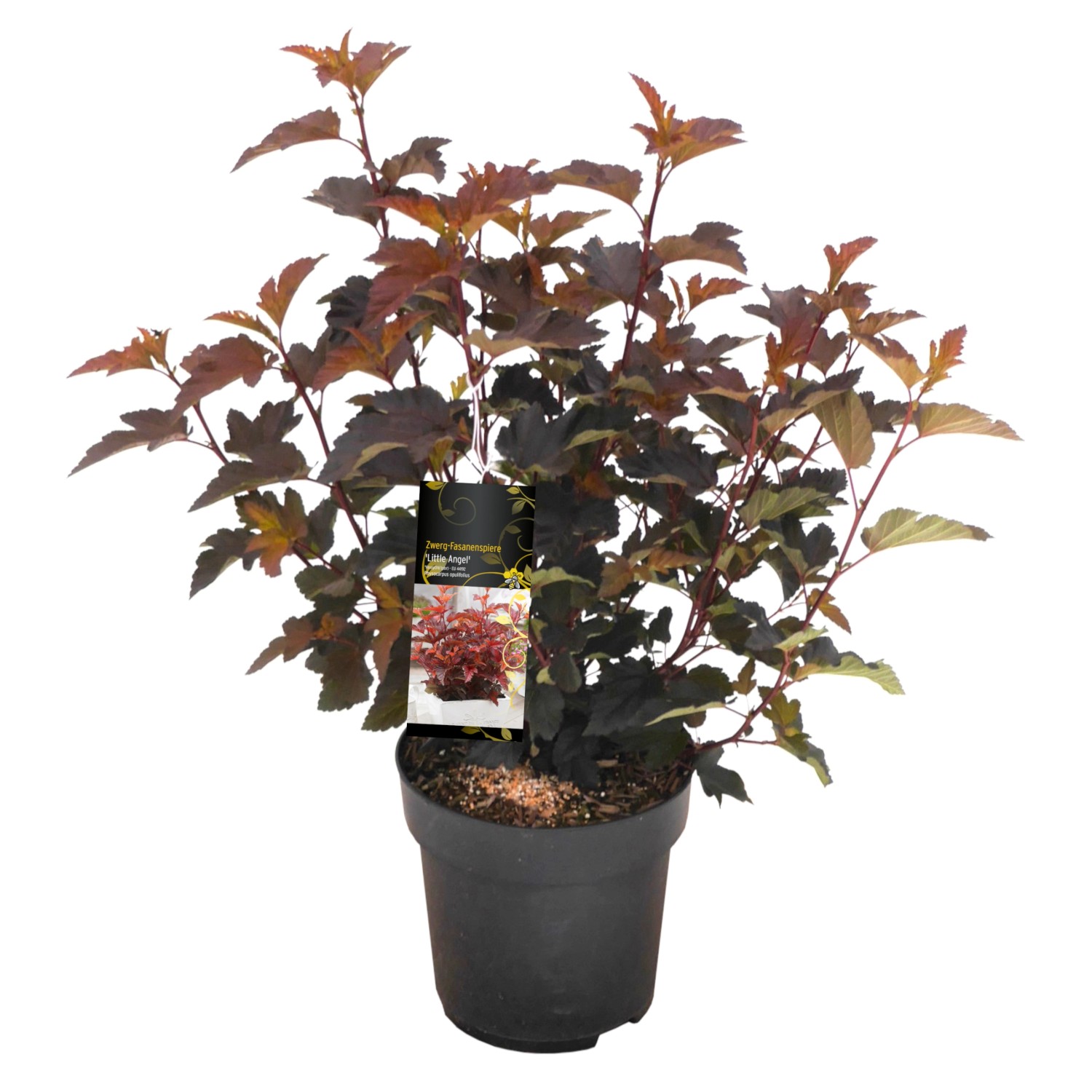 Blasenspiere Lady in Red Rosa Höhe ca. 20 - 30 cm Topf ca. 2,3 l