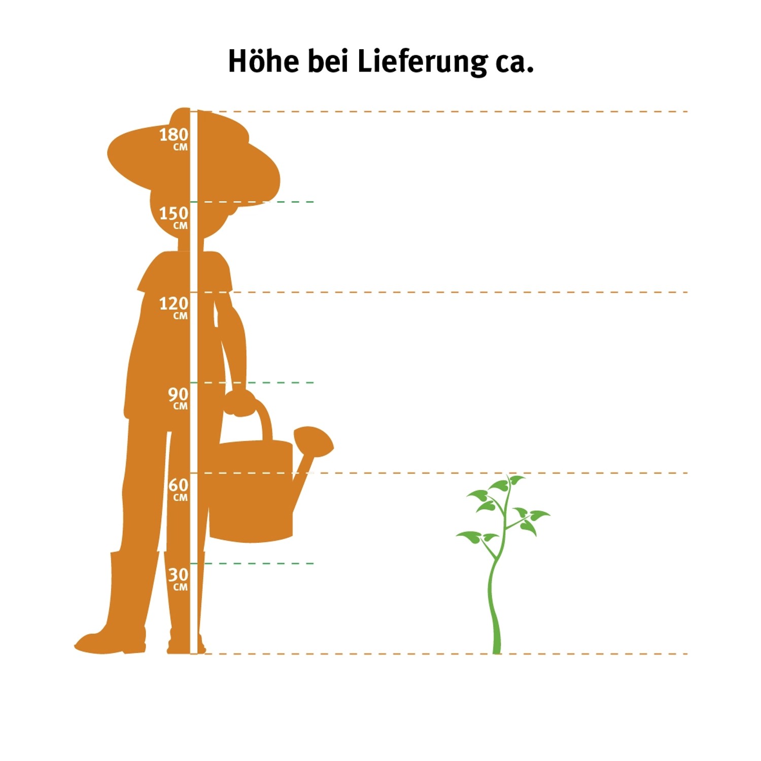 Rispenhortensie Limelight Weiß Höhe ca. 40 - 50 cm Topf ca. 5 l Hydrangea