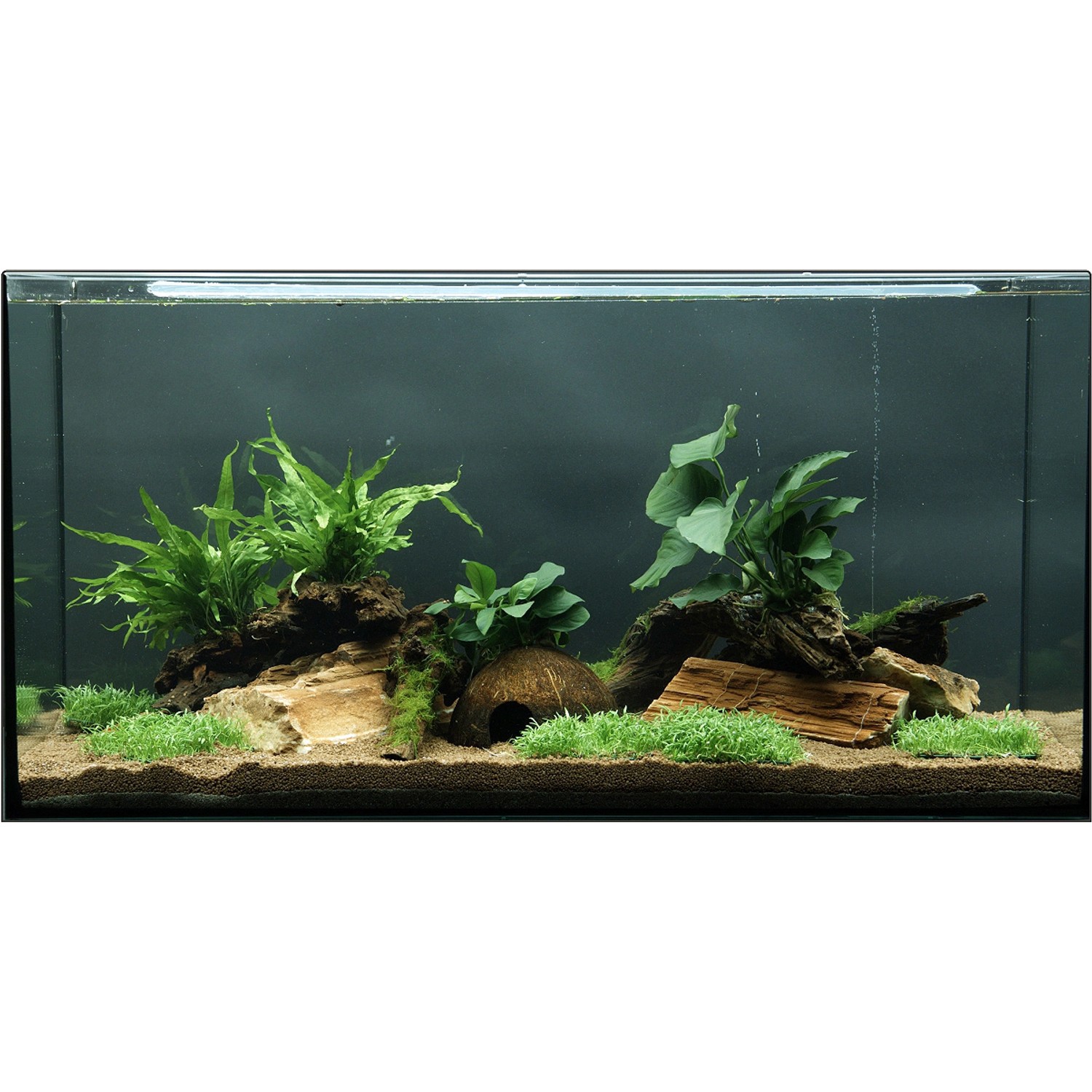 Dennerle Plants Aquariumpflanzen-Set Deko 80 cm - 120 cm Aquarium 12 Pflanzen