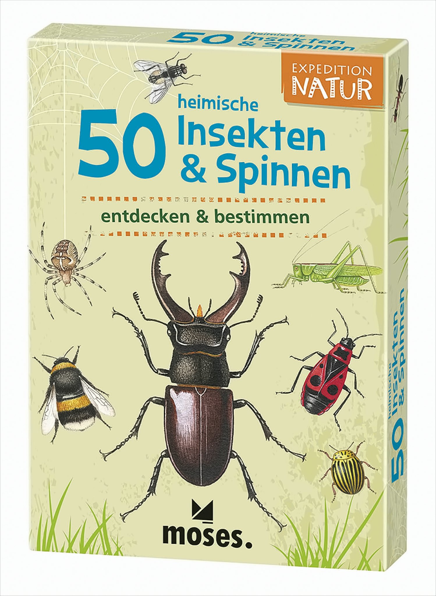 50 heimische Insekten und Spinnen| Bestimmungskarten im Set | Mit spannenden Quizfragen