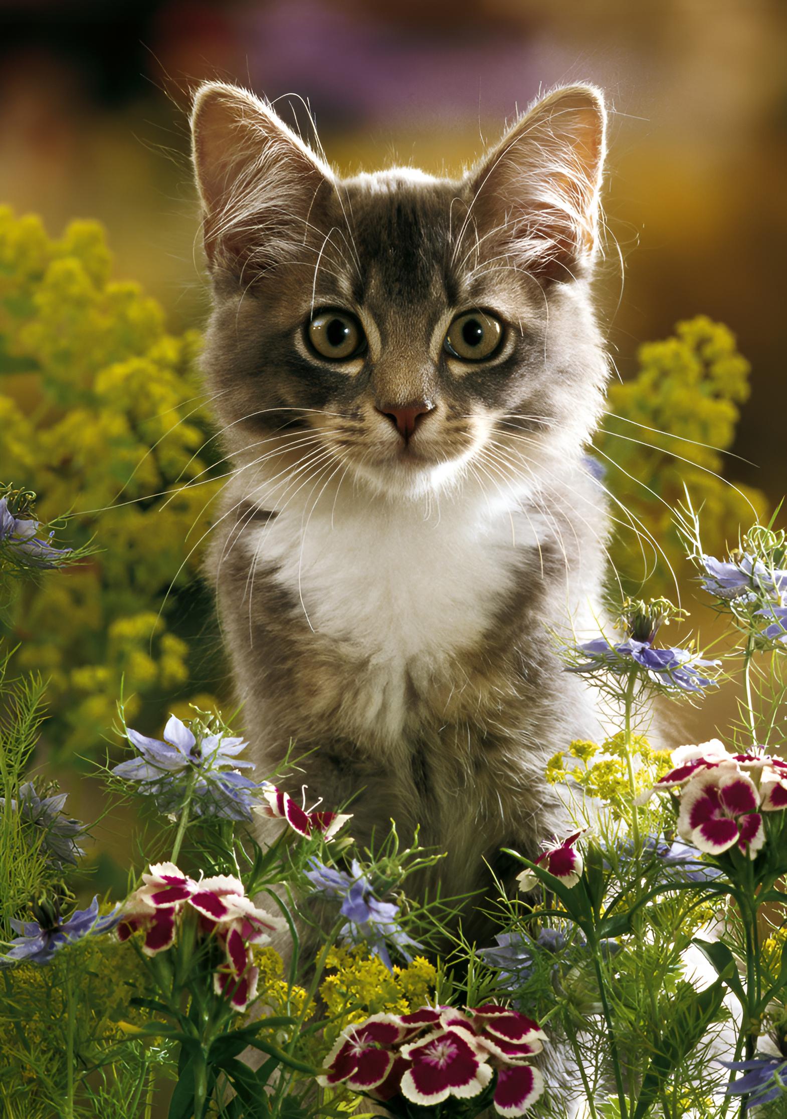 Puzzle Kätzchen, 1000 Teile