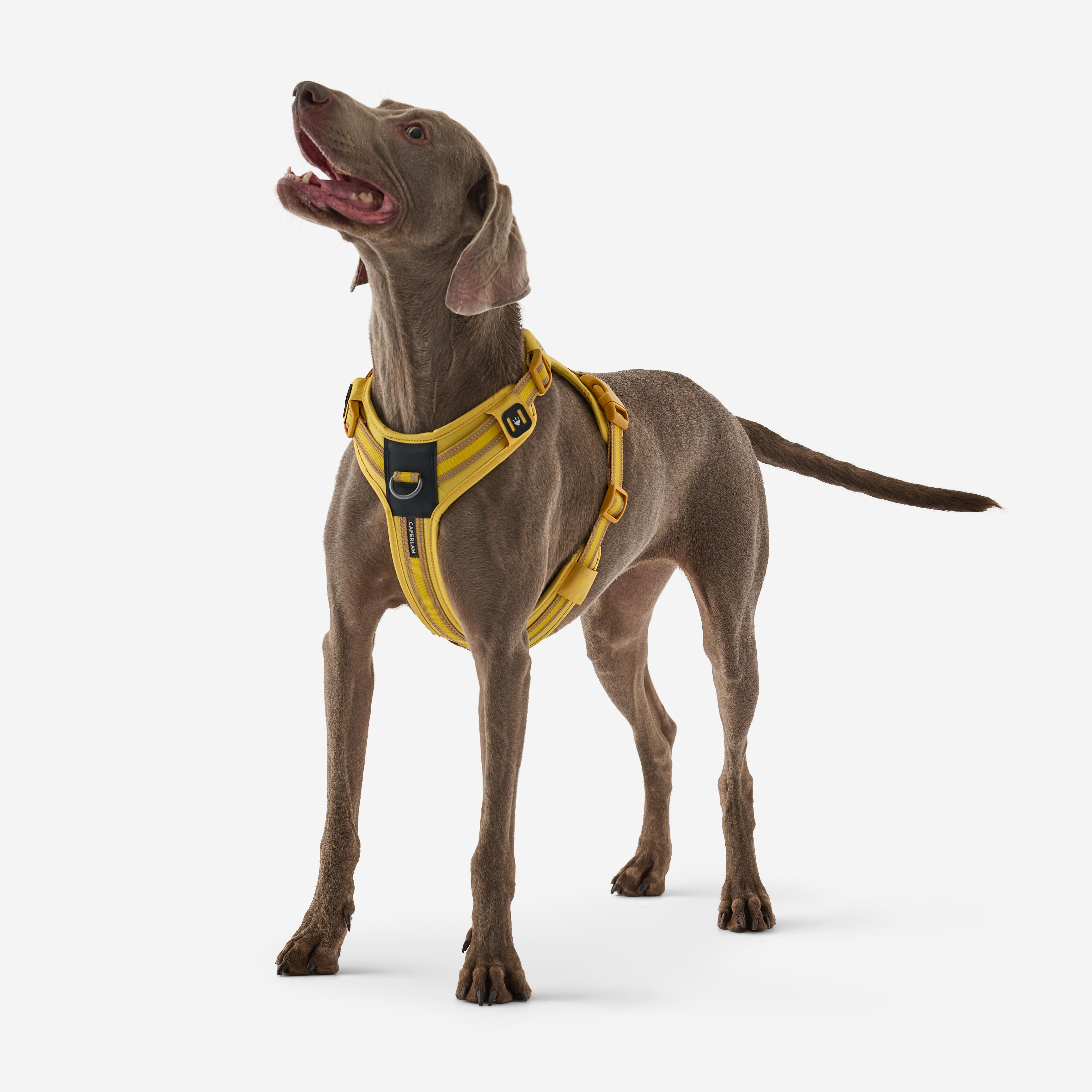 Hundegeschirr 500 Outdoor gelb