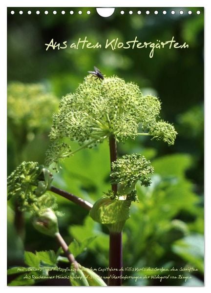 Aus alten Klostergärten (Wandkalender 2026 DIN A4 hoch), CALVENDO Monatskalender